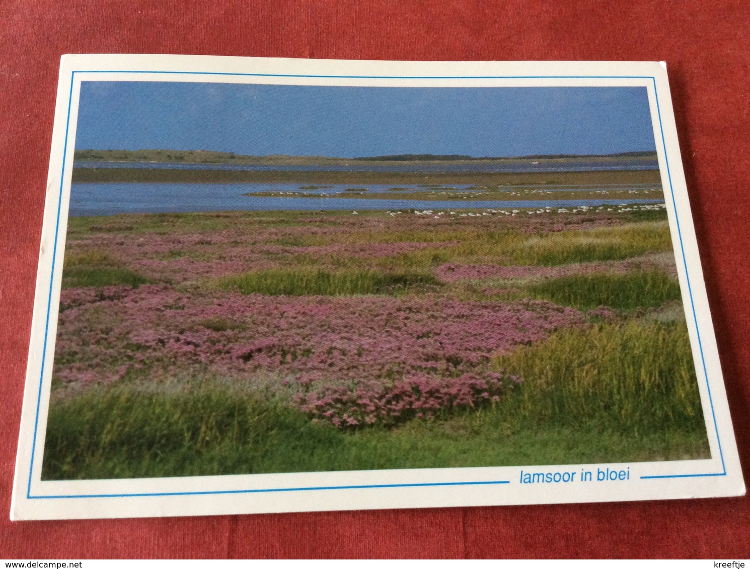 Nederland Texel. Lamsoor In Bloei - Bloemen