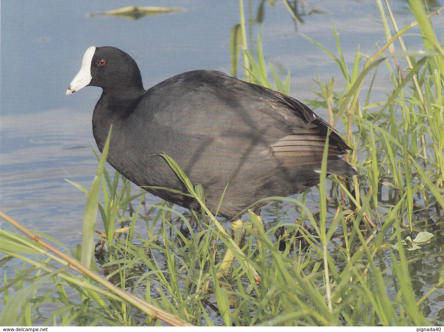 Cp , ANIMAUX , Foulques Des Caraïbes - Pájaros