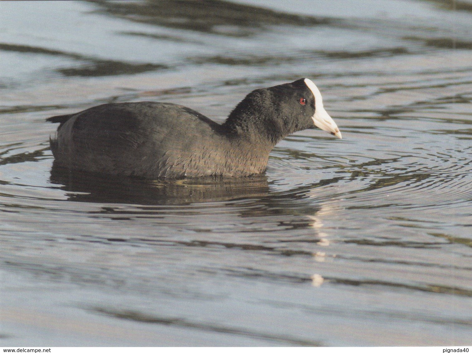 Cp , ANIMAUX , Foulque Des Caraïbes    WWWF VOIR DESCRIPTION ET SCANNE - Vogels