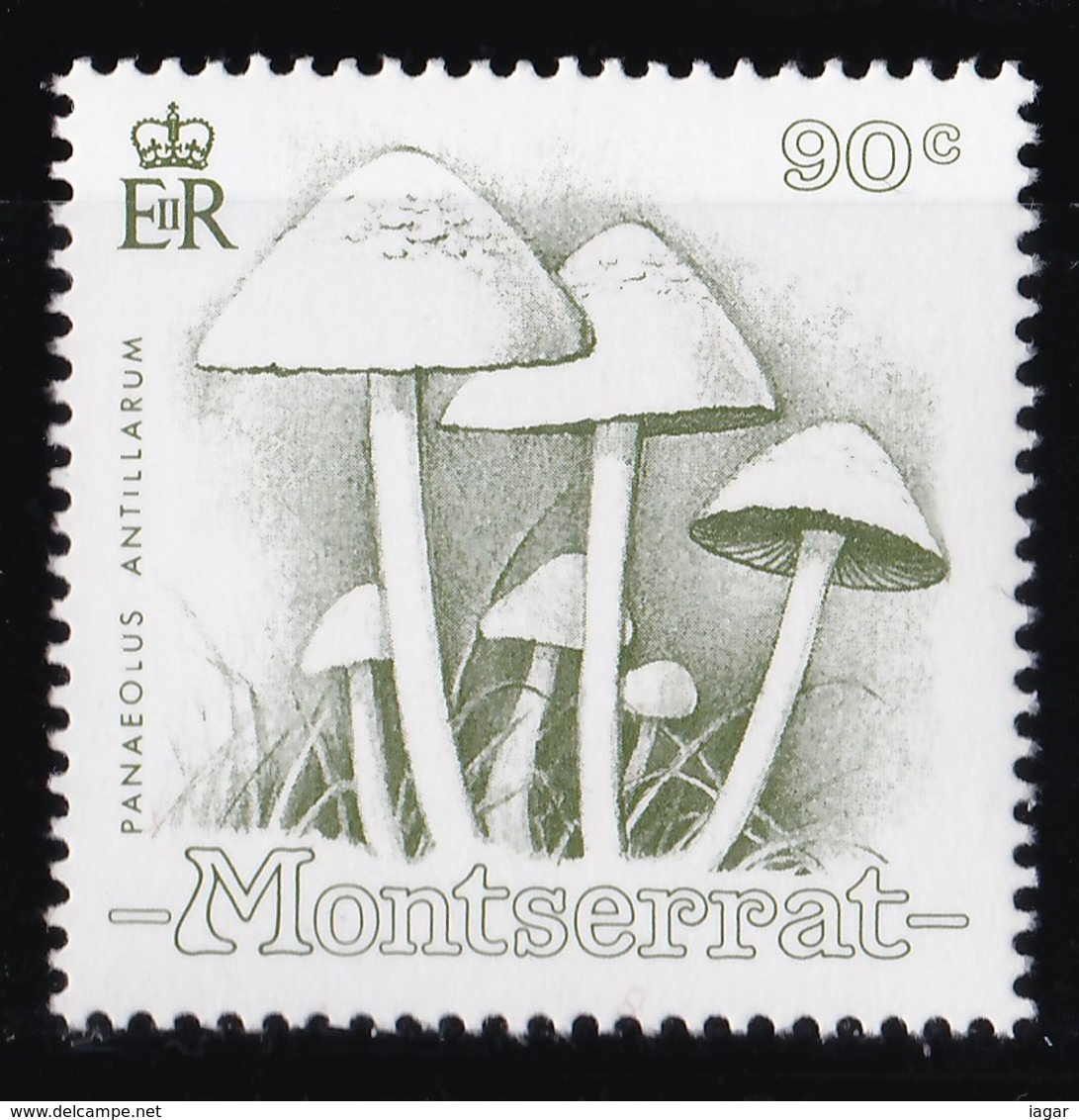 THEMATIC MUSHROOM - MONTSERRAT - Funghi