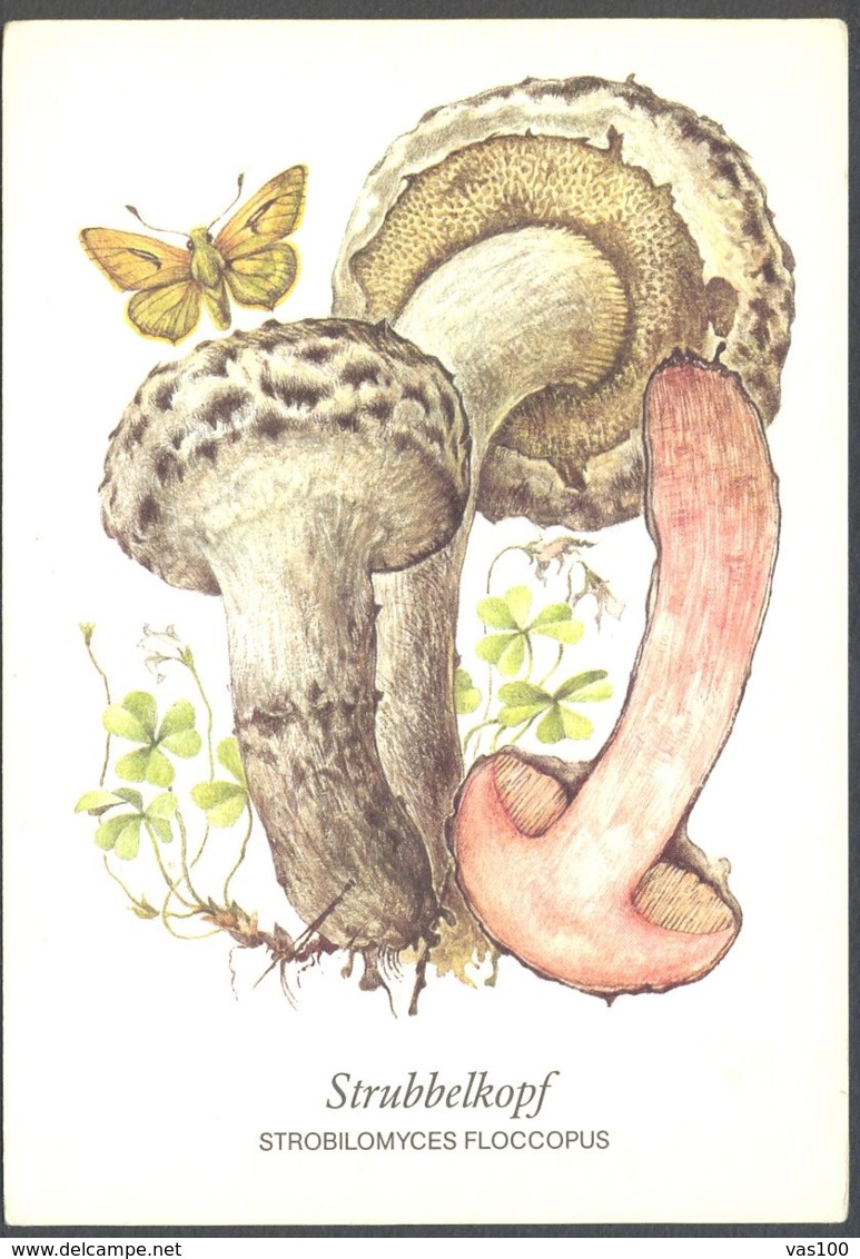 CPA PLANTS, MUSHROOMS - Champignons