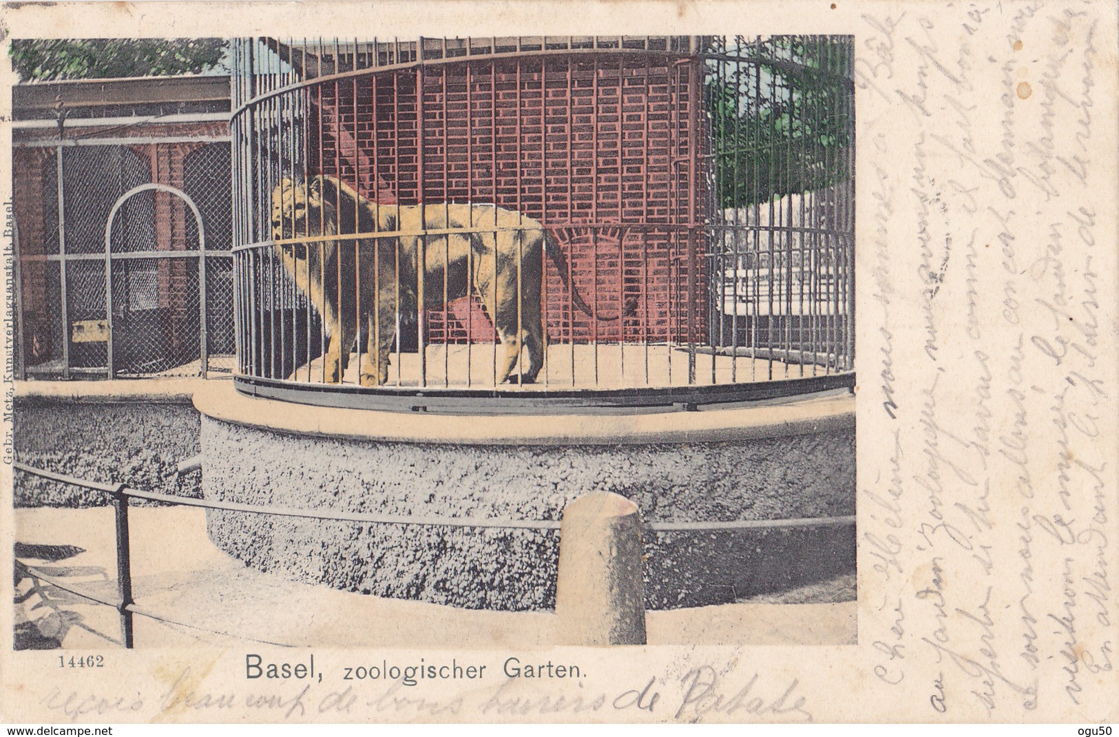 Basel (Suisse) - Zoologister Garten - Lion - Bâle