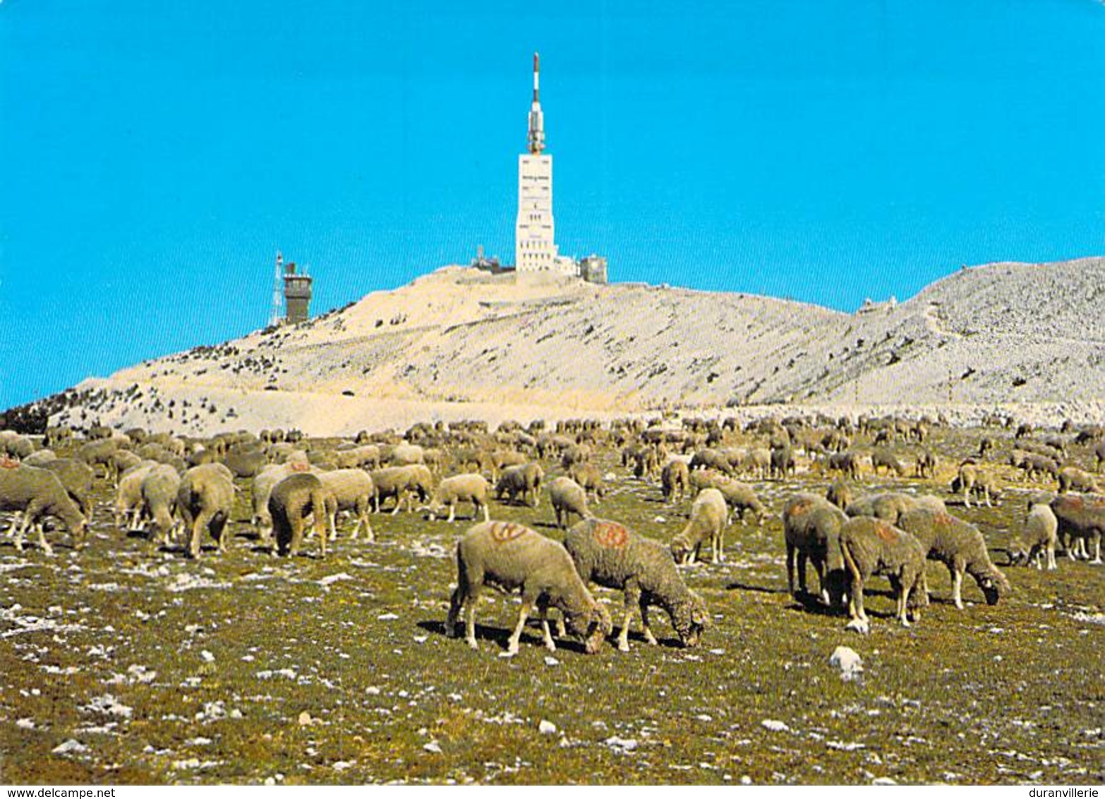 84 - Mont Ventoux - Troupeau De Moutons Au Sommet Du Mont Ventoux - Otros & Sin Clasificación