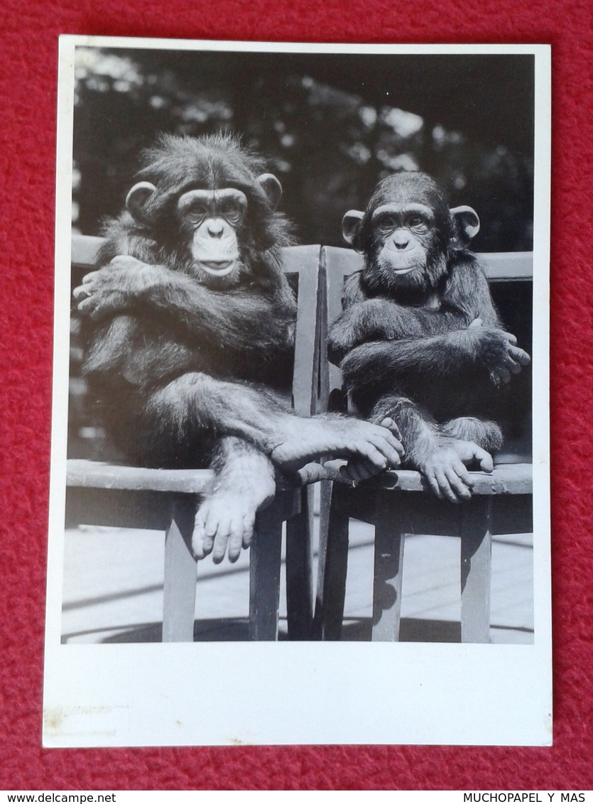 POSTAL POST CARD CARTE POSTALE POSTCARD MONOS EN SILLAS MONKEY DOUBLE 1989 ARMSTRONG ROBERTS MONKEY SIMIO APE MONOS VER - Monos