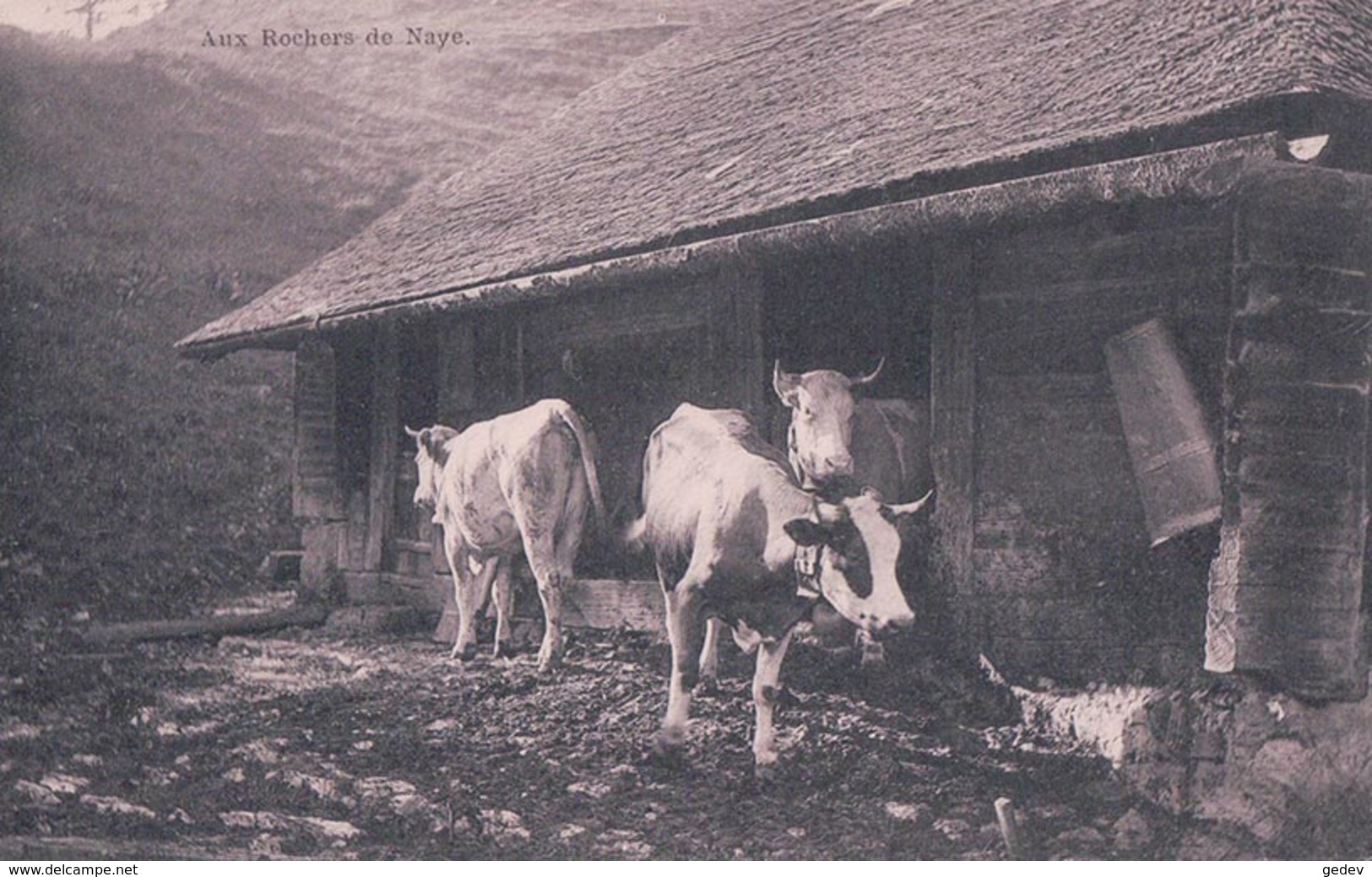 Les Rochers De Naye, Sortie Des Vaches Du Chalet D'alpage (67) - Roche