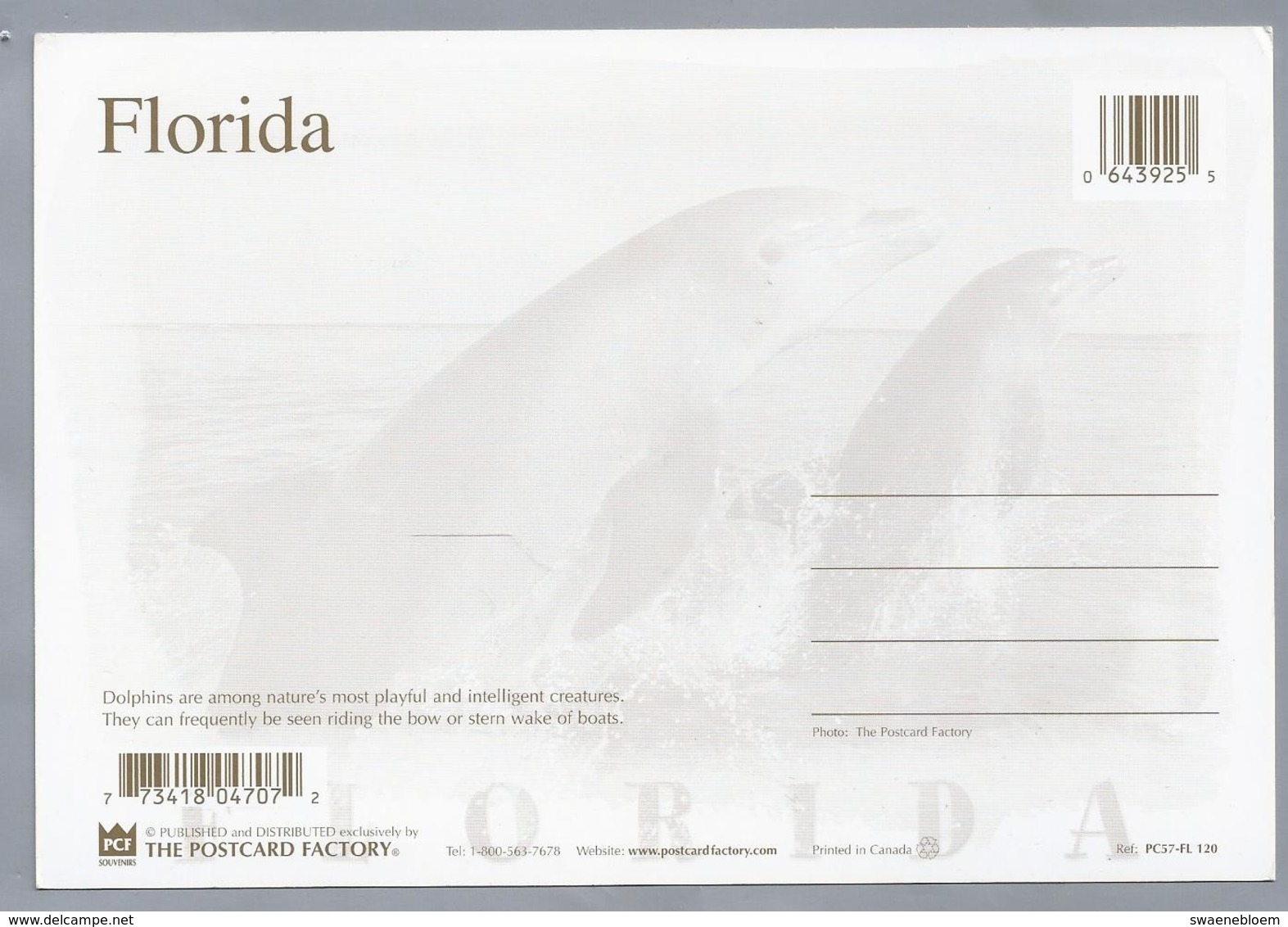 US.- FLORIDA. Dolphins. Dolfijnen. - Dolfijnen