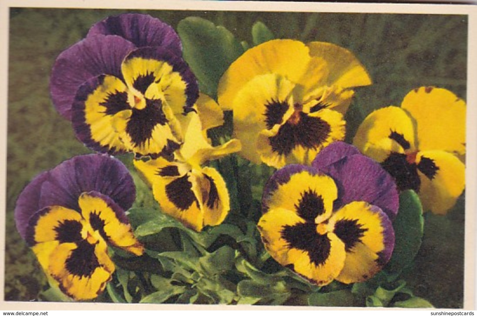 Flowers Pansy Stiefmuetterchen - Blumen