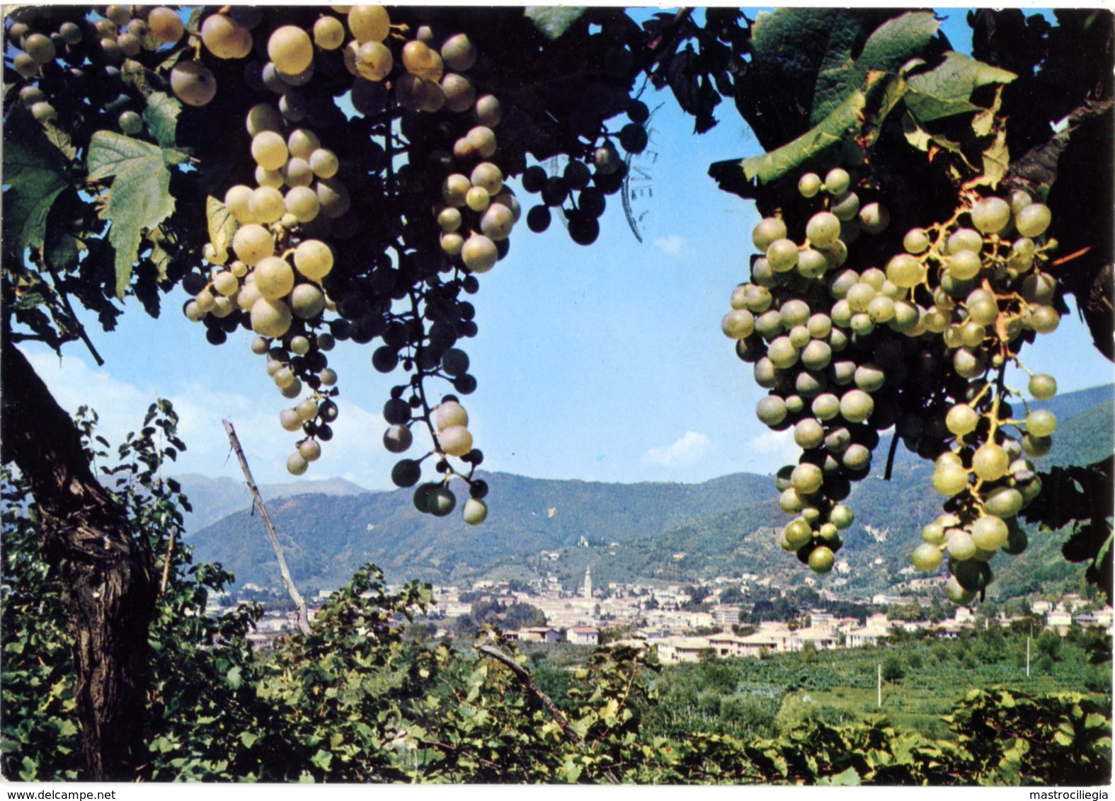 VALDOBBIADENE  TREVISO  Vigneti Di Cartizze  Uva  Vino - Treviso