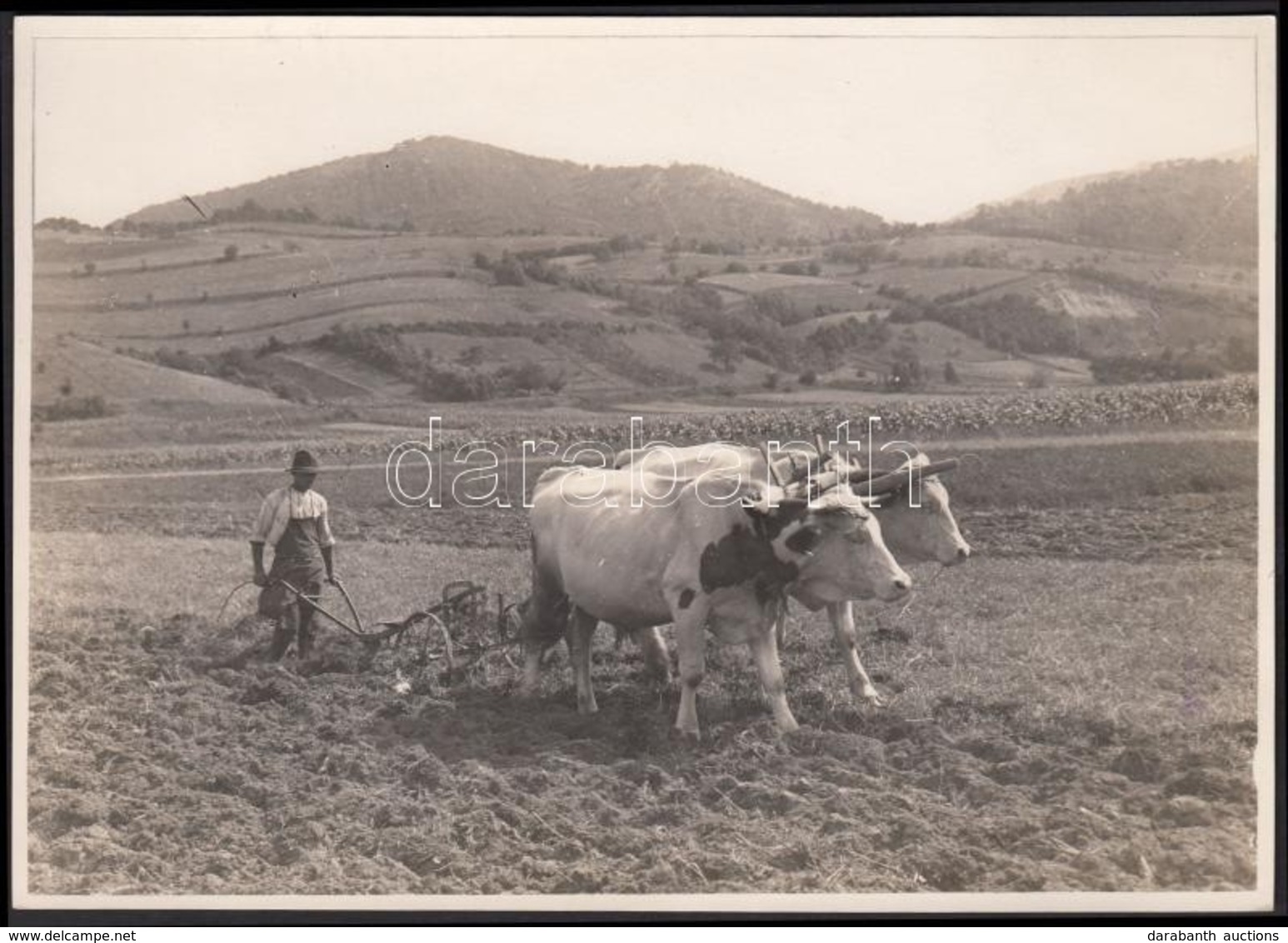 1930-1935 Kinszki Imre (1901-1945): Tabi Jóska. Vintage Fotó, Szerzői Pecséttel Jelzett, 12x17cm - Andere & Zonder Classificatie