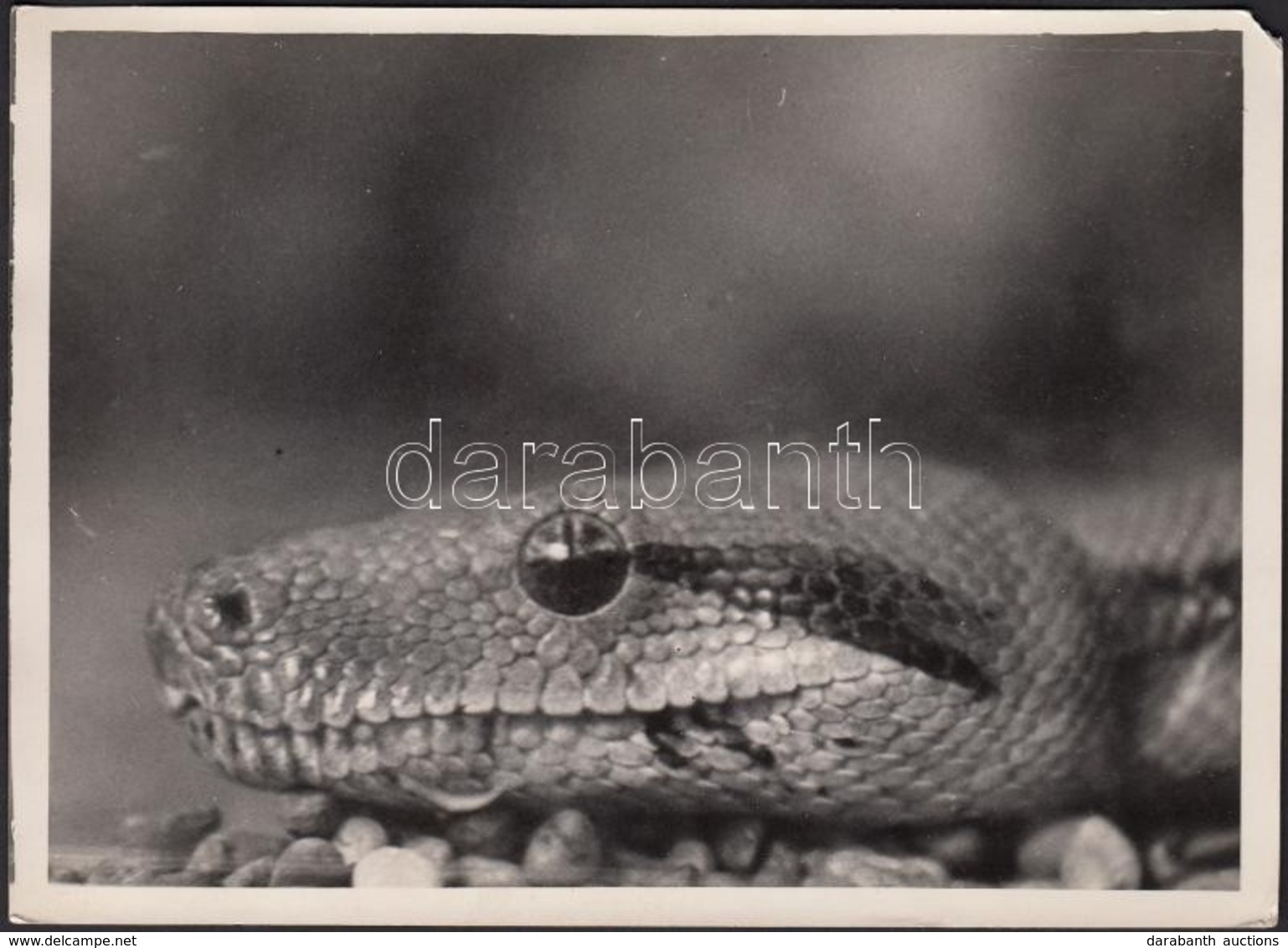 1930-1935 Kinszki Imre (1901-1945): 'Head Of Boa Diviniloqua' - Kígyó Portréja. Vintage Fotó, Hátoldalán Szerzői Pecsétt - Andere & Zonder Classificatie