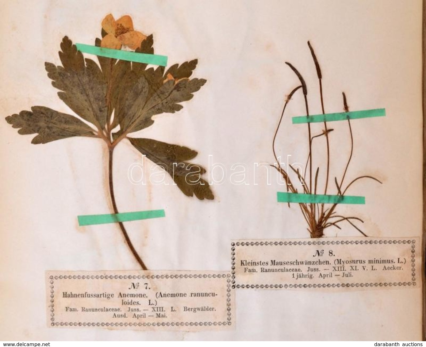 Wagner, Hermann: Phanerogamen-Herbarium. (Virágos Növények) Lieferung I-VIII. Komplett! Bielefeld 1856-1858.  August Hel - Zonder Classificatie