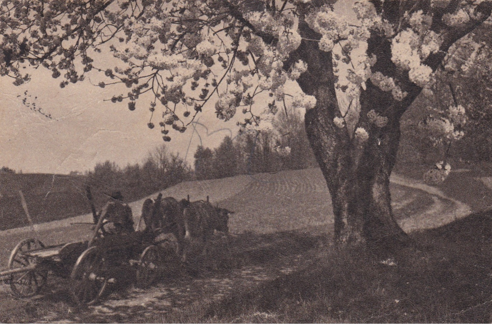 ZORANE BRAZDE KLICEJO KMETA NA DELO,SLOVENIA POSTCARD - Slovénie