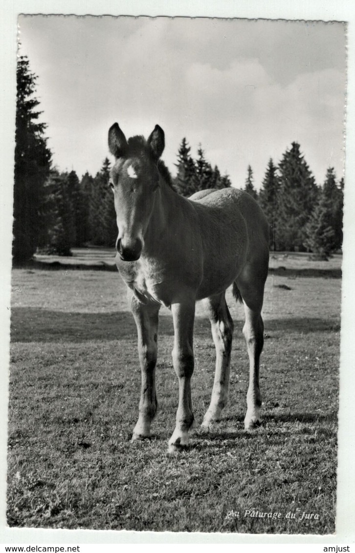 Suisse // Schweiz // Switzerland // Jura //  Chevaux, Pâturage Du Jura - Autres & Non Classés