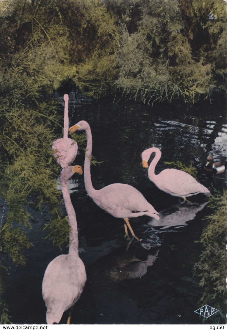 Animaux (Flamants Rose) - La Camargue - Autres & Non Classés