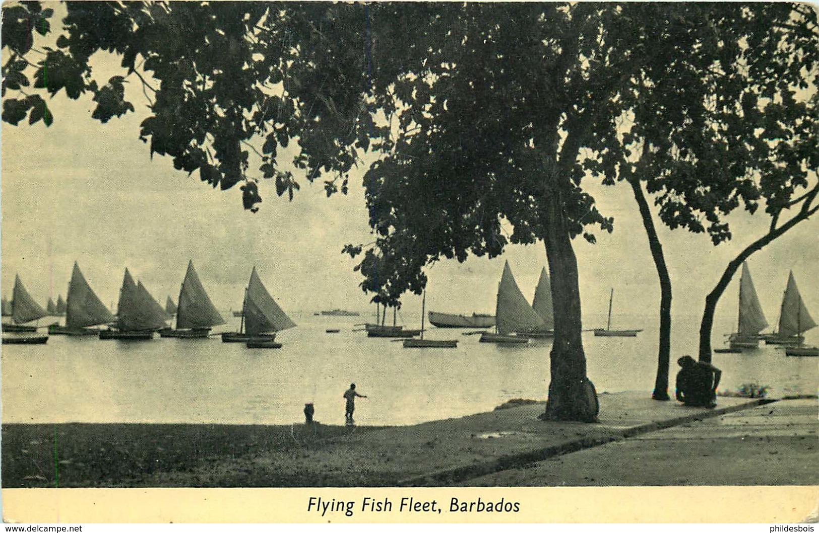 ANTILLES  BARBADES  Flying Fish Fleet - Barbades