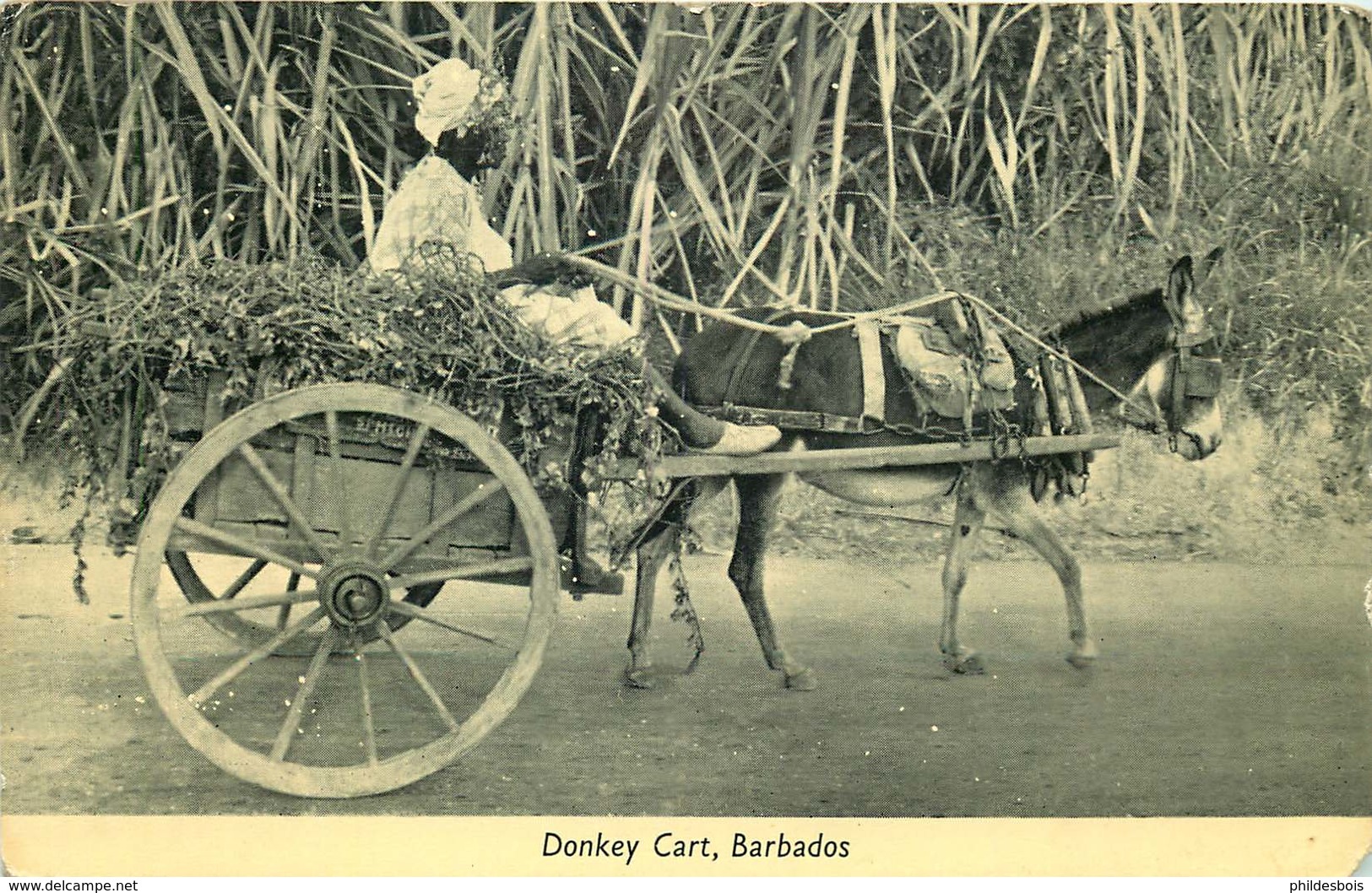 ANTILLES  BARBADES  Donkey Cart ( Angleinfdrt) - Barbados (Barbuda)