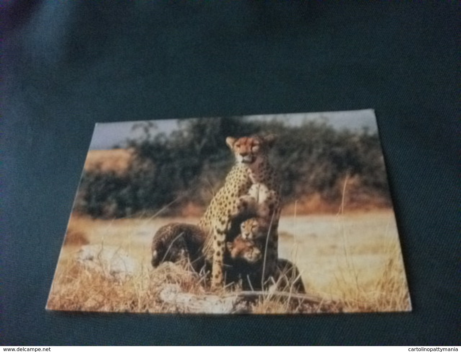 STORIA POSTALE  FRANCOBOLLO UCCELLI BIRD TANZANIA CHEETAH - Tanzania