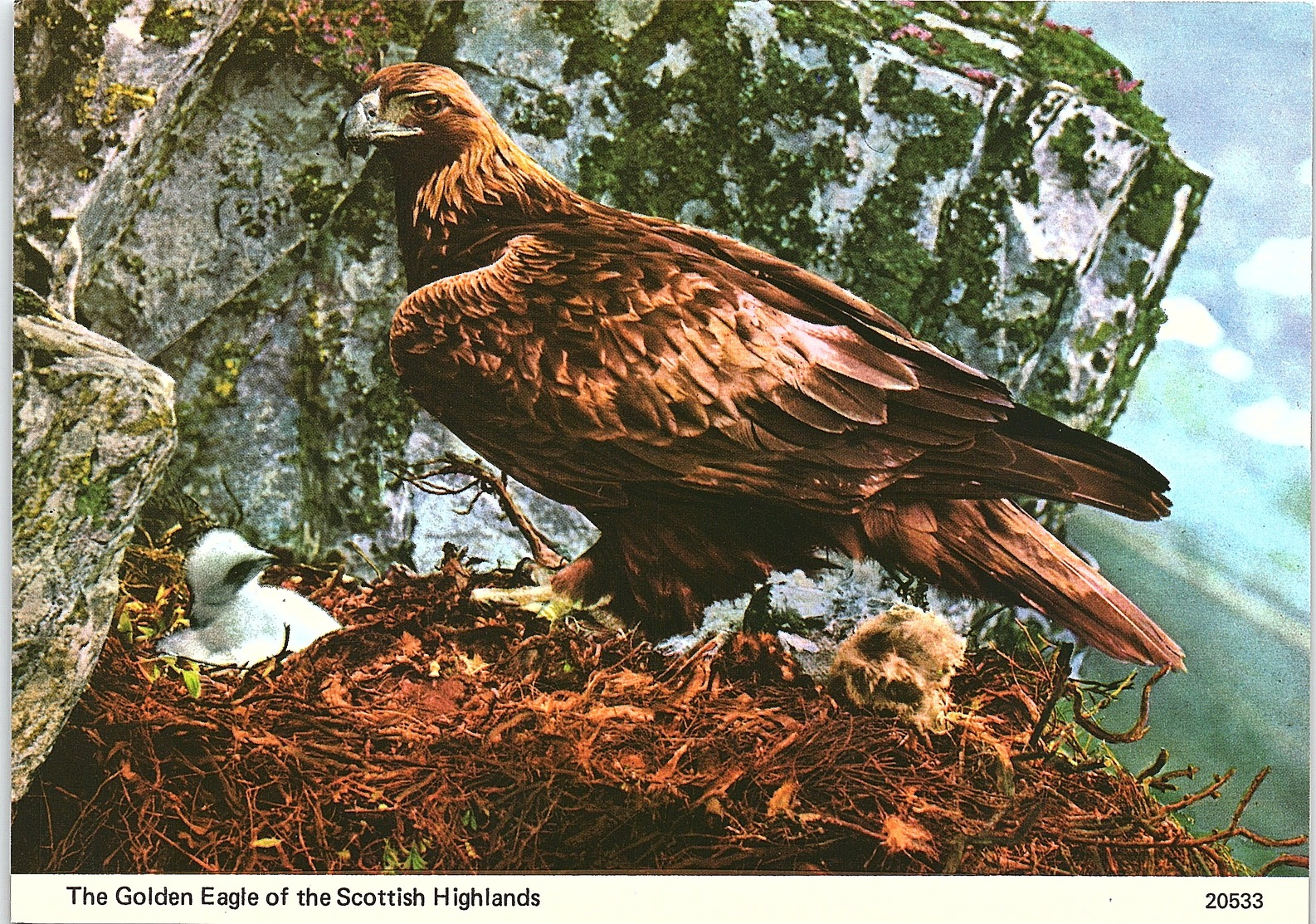Animals - Birds, The Golden Eagle Of The Scottish Highlands - Birds