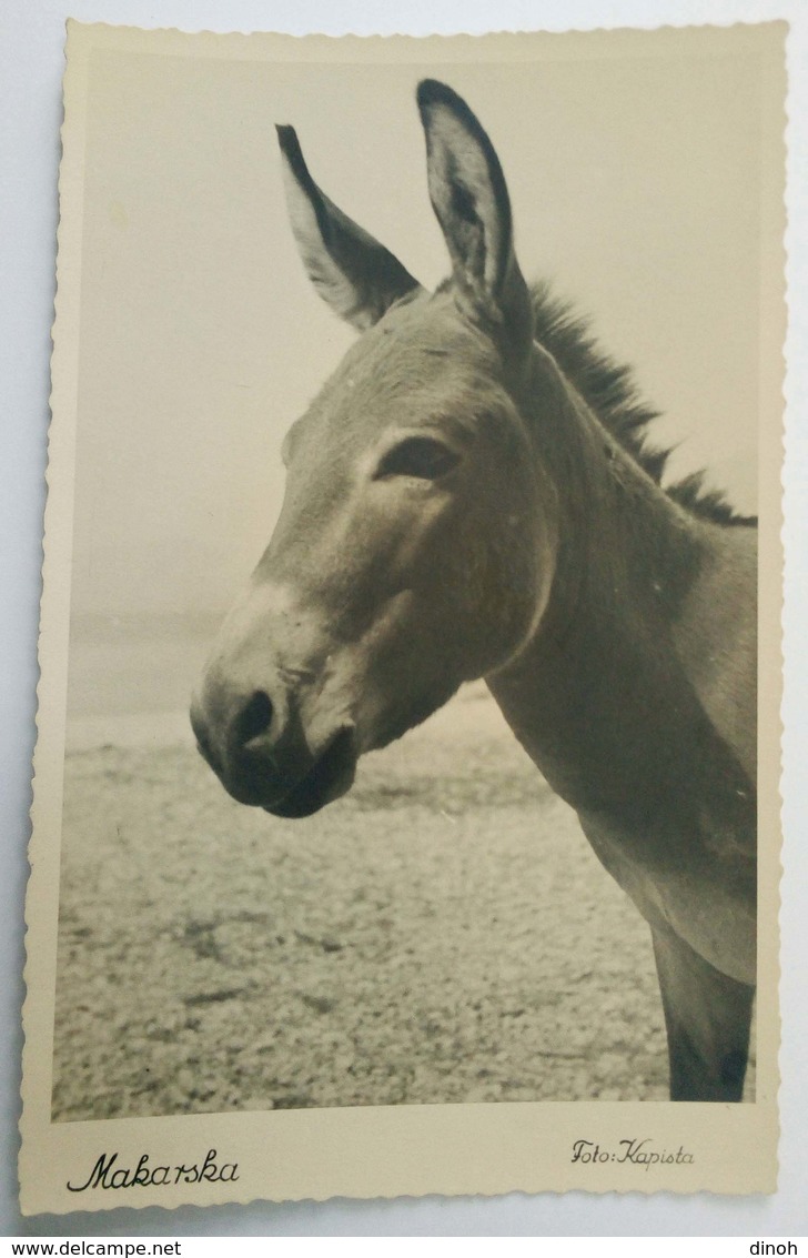 Makarska, Donkey, Magarac, 1950-ih, Croatia, Hrvatska, Foto Kapista, RPPC - Croatia