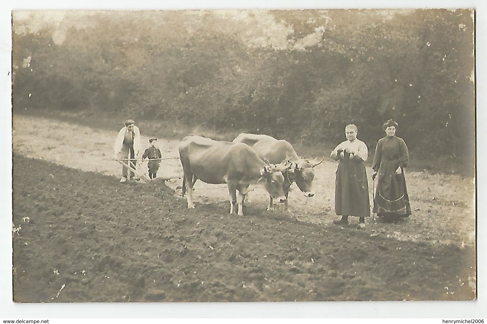 Carte Photo Paysans Labourage Attelage Boeufs Agriculture - Bauern