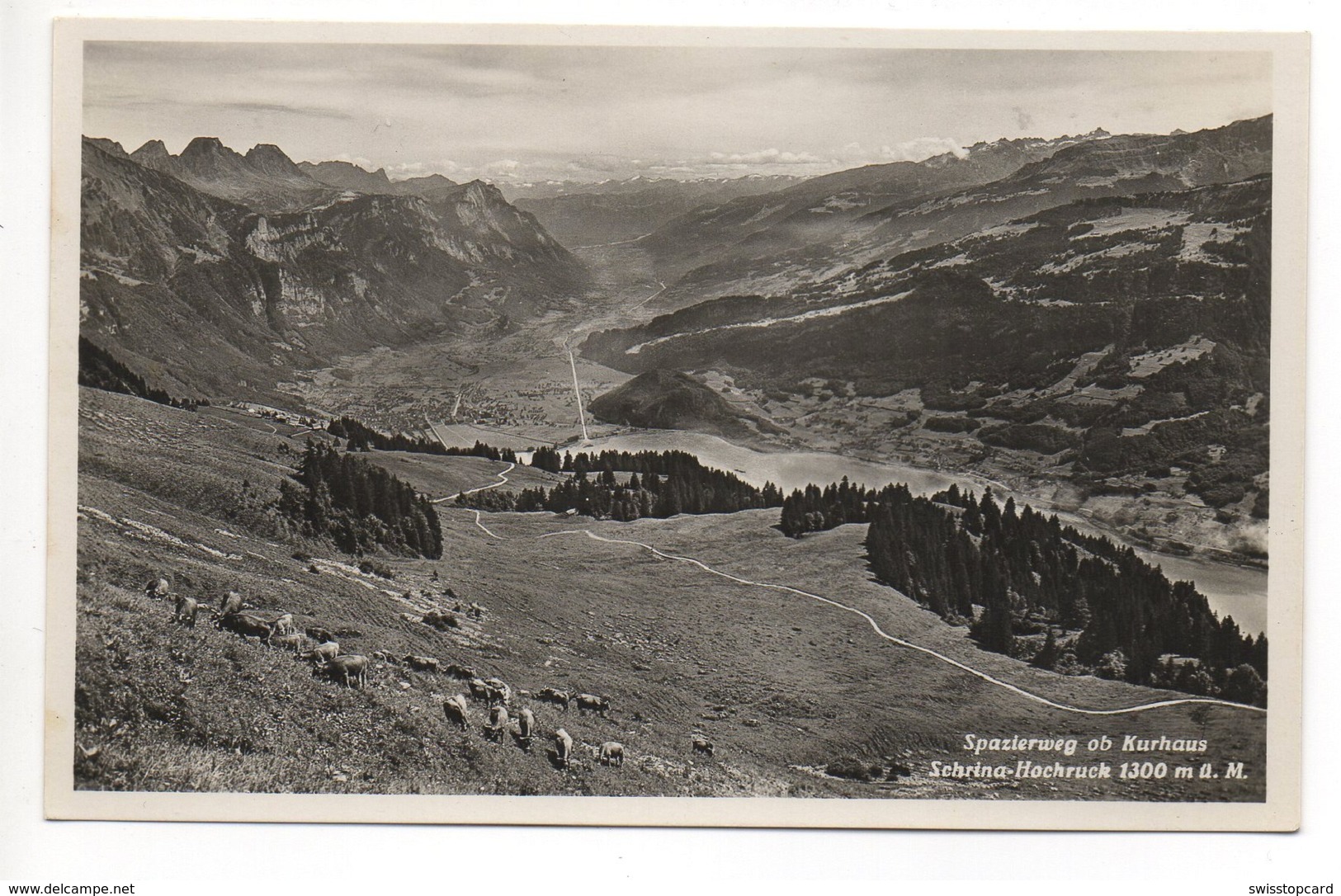 WALENSTADT Spazierweg Ob Kurhaus Schrina-Hochruck Kühe Photo E. Widmer Wallenstadt - Walenstadt