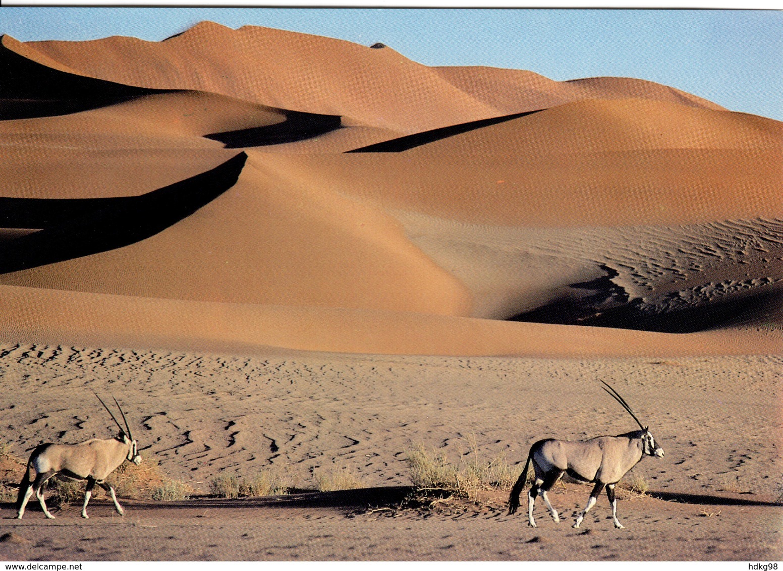ZXN Namibia Kalahari Antilopen - Namibië