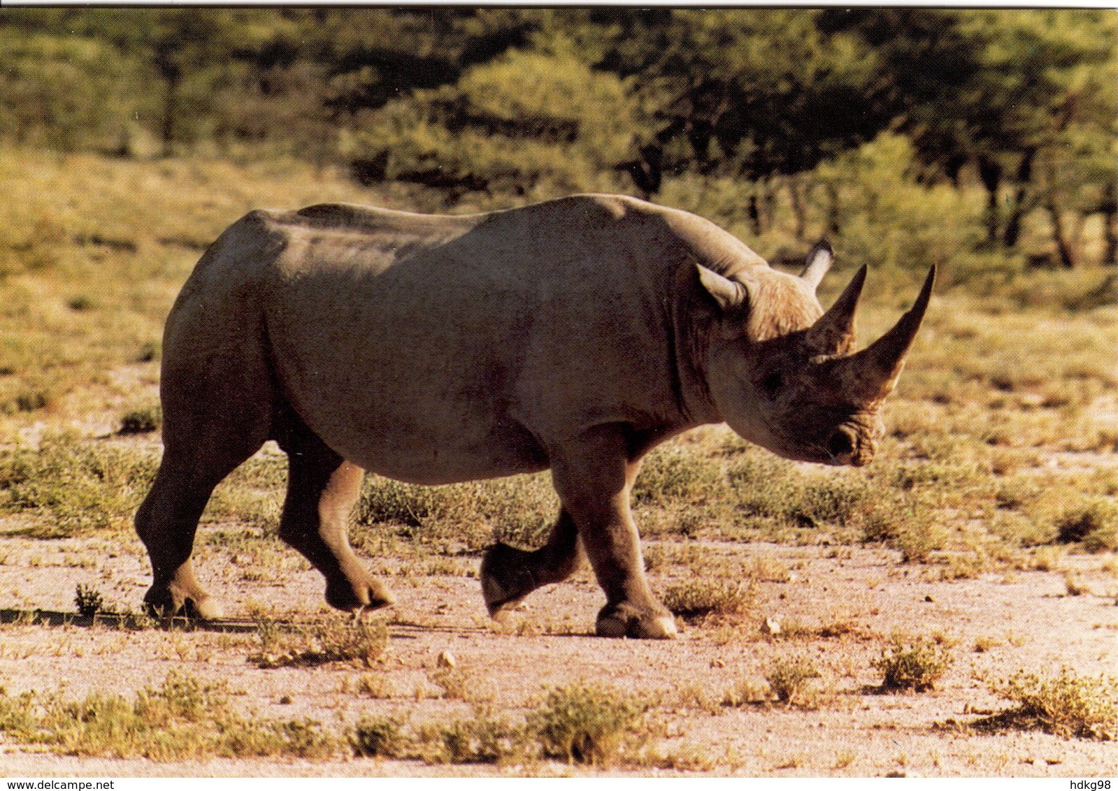 ZXN Namibia Rhinozeros - Namibia