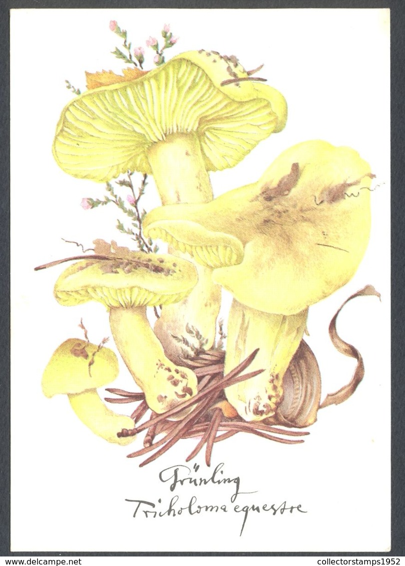 75767- MUSHROOMS, PLANTS - Champignons