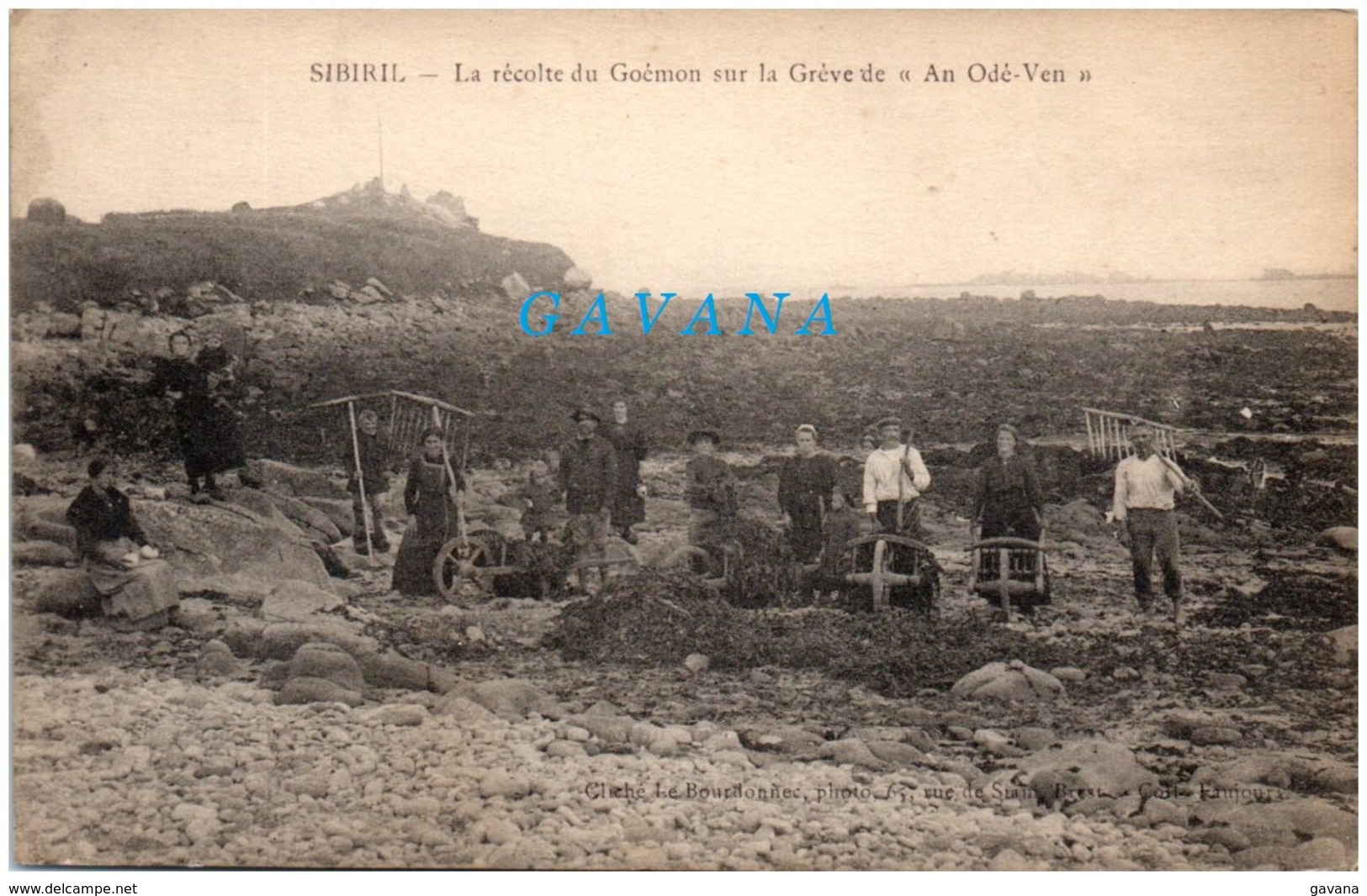 29 SIBIRIL - La Récolte Du Goémon Sur La Grève De "An Odé-Ven" - Autres & Non Classés
