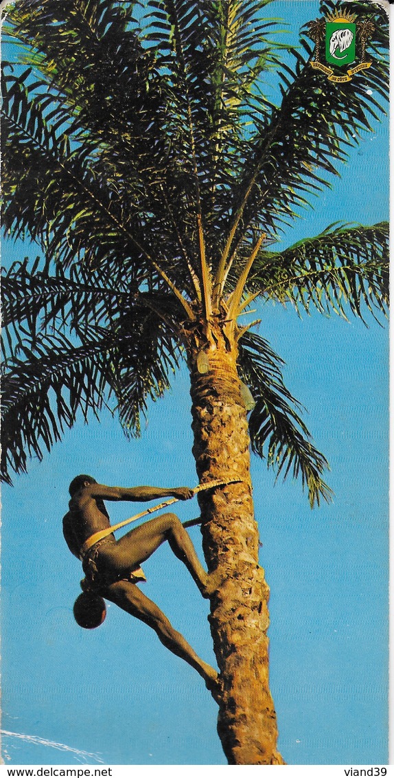 République De Coté D'Ivoire - Boundiali : Danseuses Senoufo - CPSM Format 21 X 10 Cm - Côte-d'Ivoire