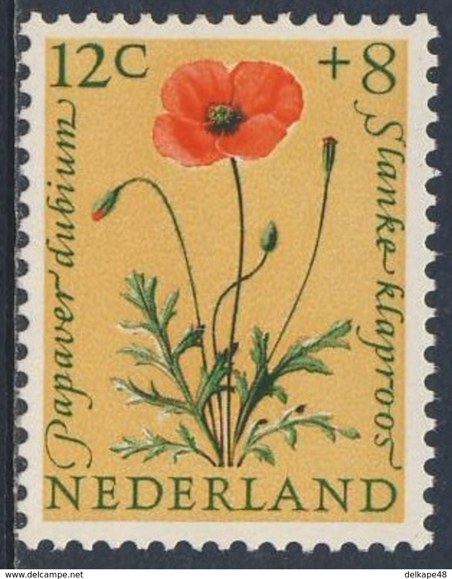 Nederland Netherlands Pays Bas 1960 Mi 749 YT 722 Sc B346 SG 896 ** Papaver Dubium : Saatmohn / Poppy / Slanke Klaproos - Andere & Zonder Classificatie