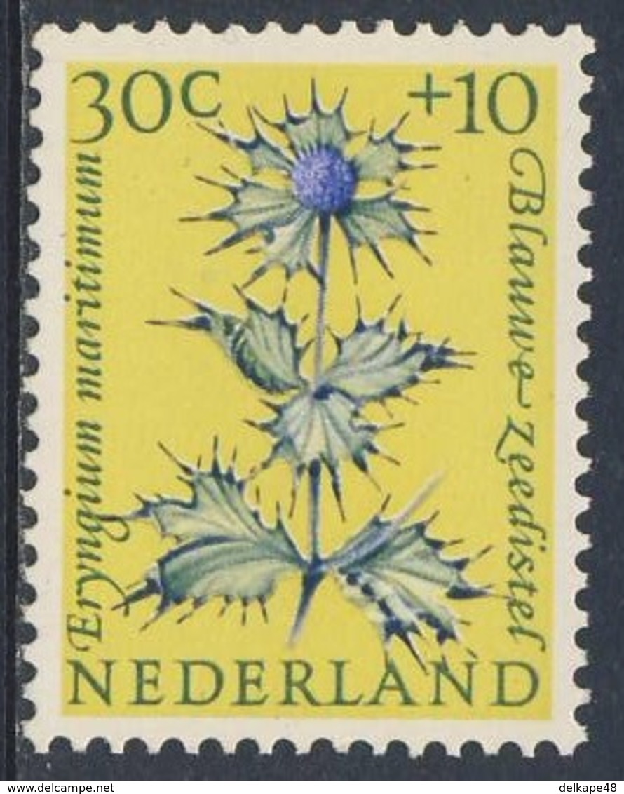 Nederland Netherlands Pays Bas 1960 Mi 750 YT 723 Sc B347 SG 897 ** Eryngium Maritimum : Blaue Stranddistel / Sea-holly - Andere & Zonder Classificatie