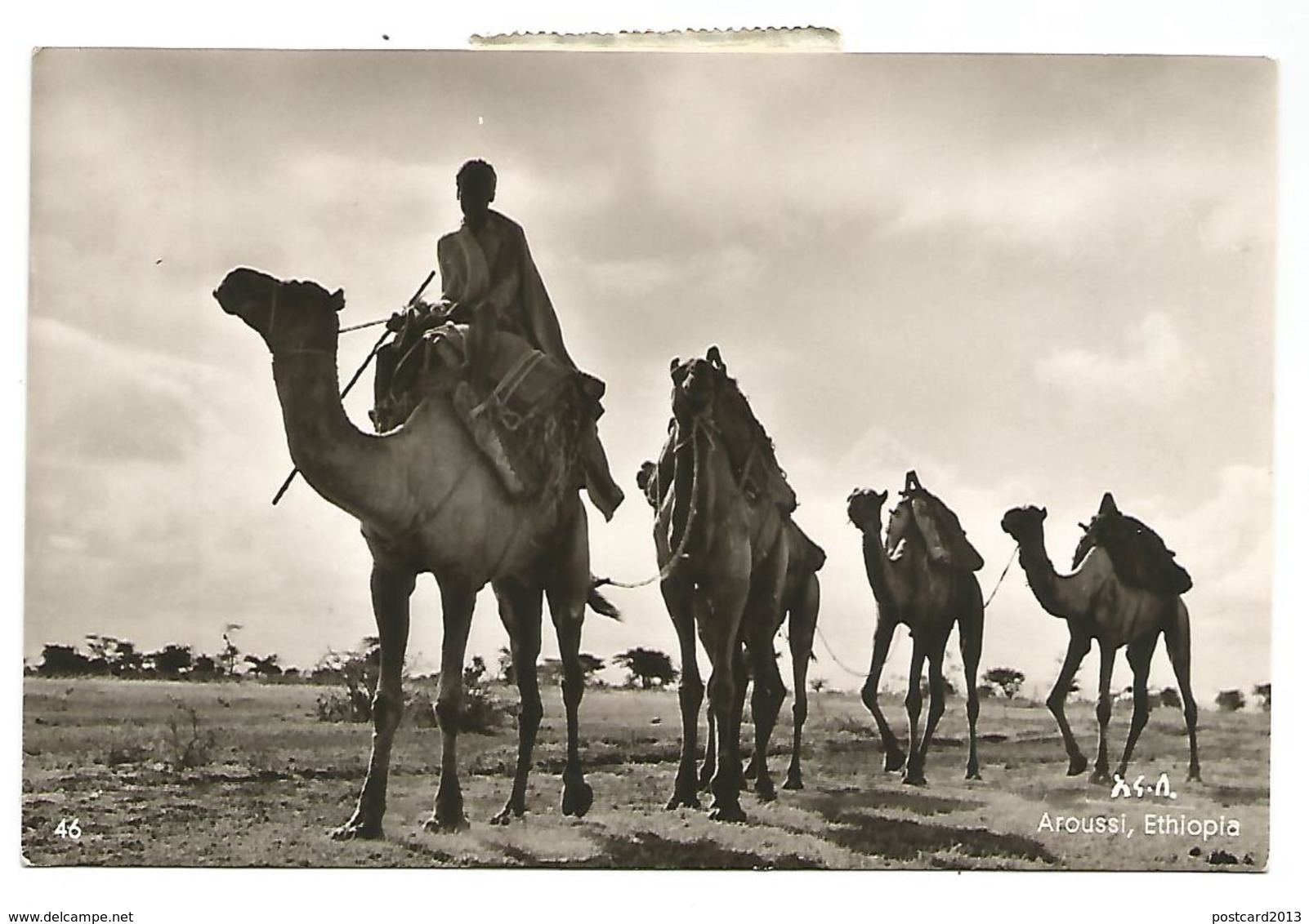 POSTCARD ETHIOPIA - CAMELS IN AROUSSI , 1955 . - Etiopia