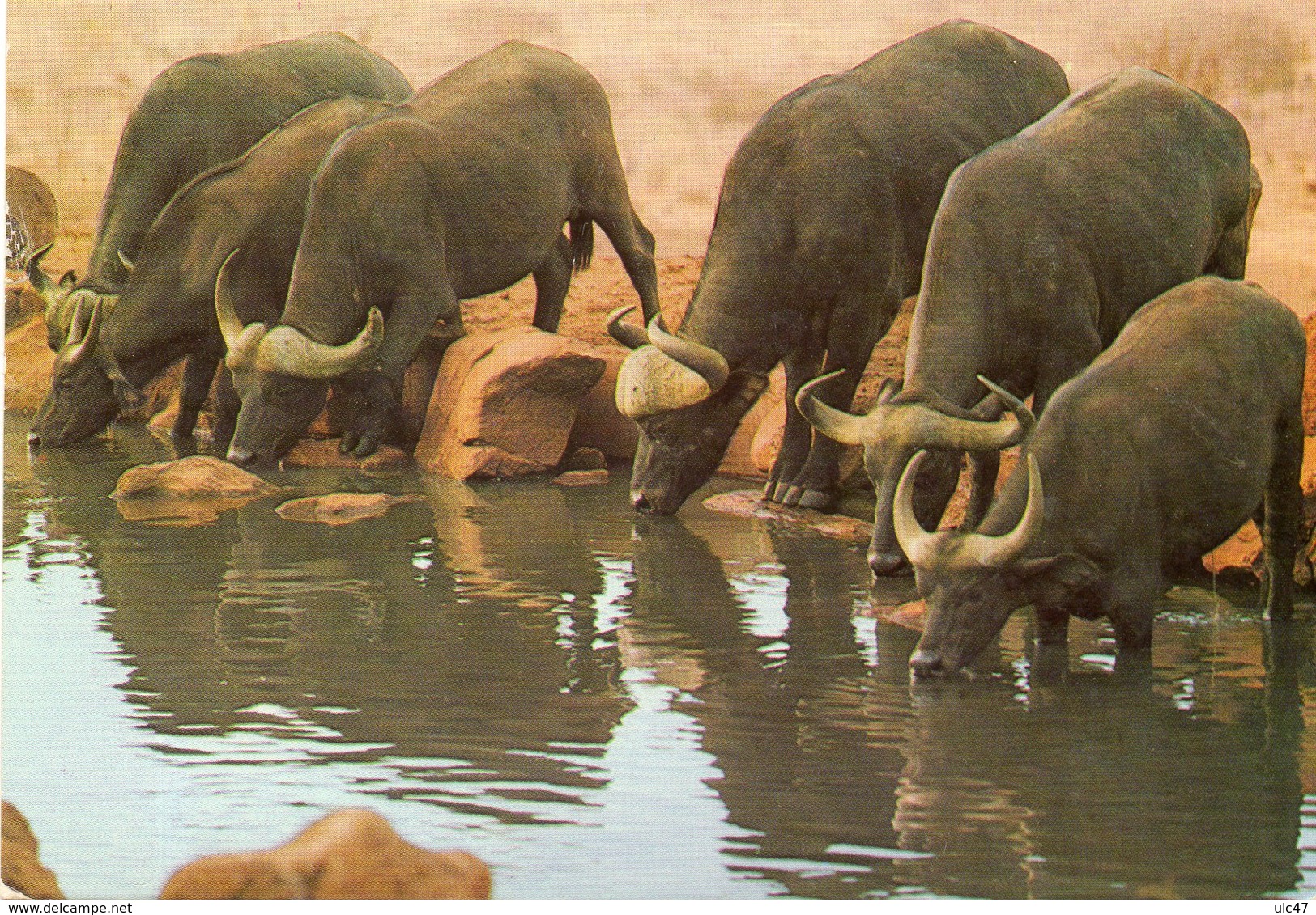 - KENIA. - MOMBASSA. - Buffalo's Drinking At Pool - - Kenya