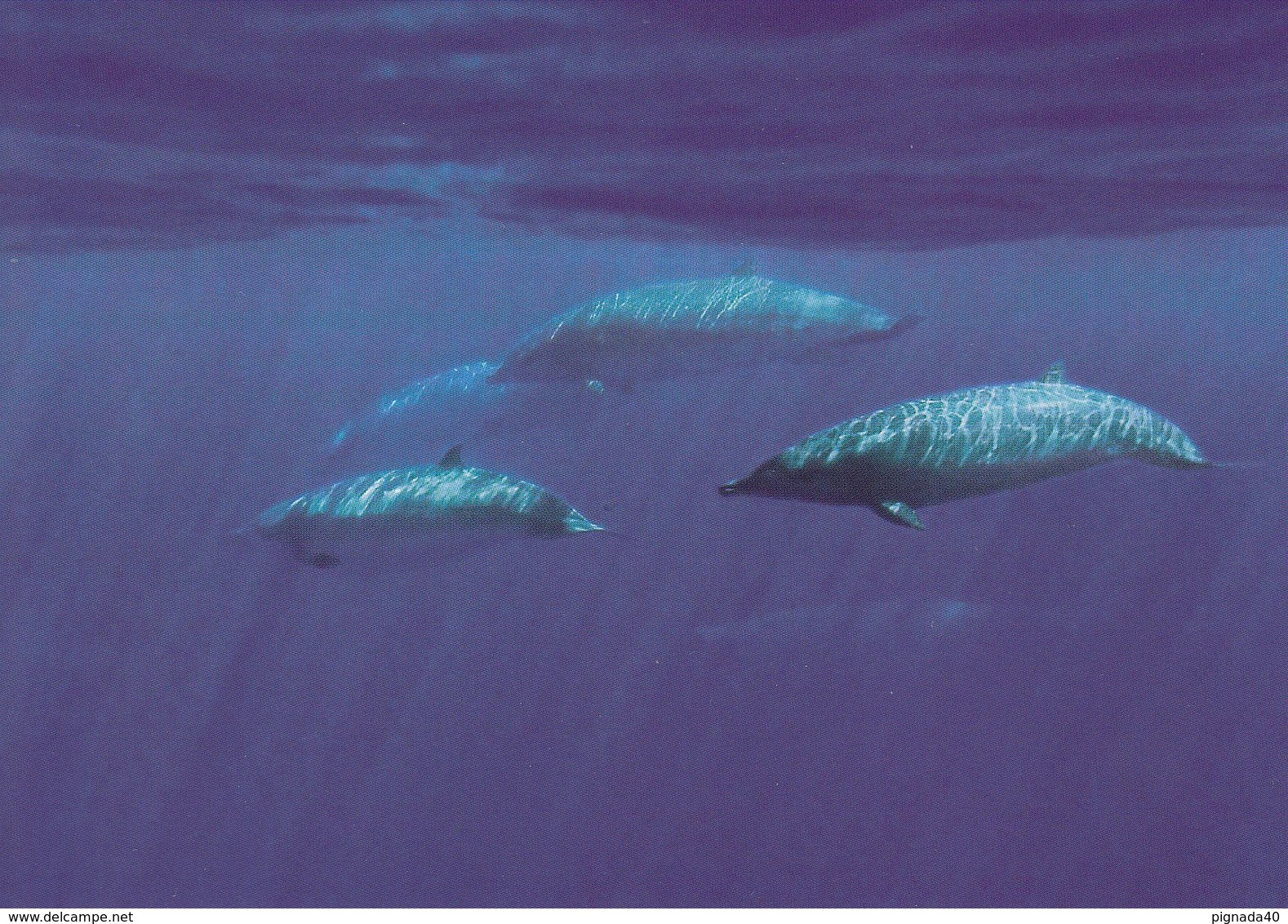 Cp , ANIMAUX , Mésoplodon De Blainville     WWWF VOIR DESCRIPTION ET SCANNE - Delfines