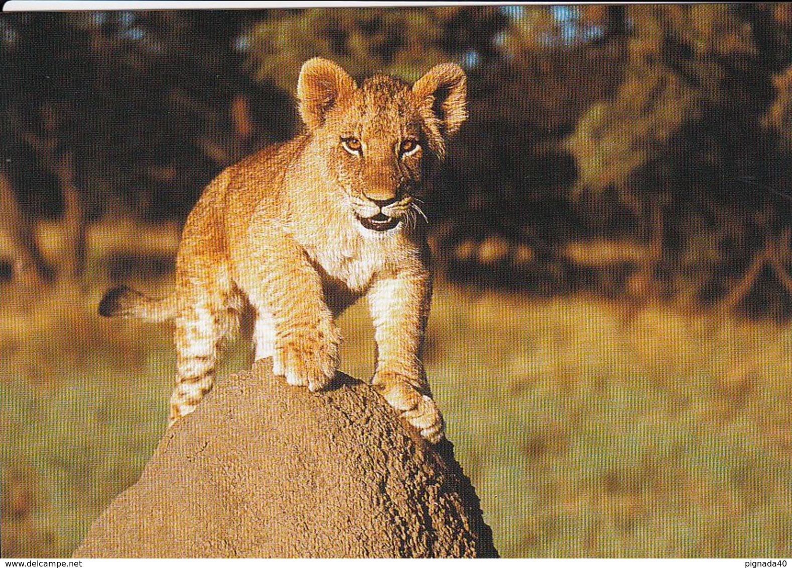 Cp , ANIMAUX , Lion Africain      WWWF VOIR DESCRIPTION ET SCANNE    LIONCEAU - Leeuwen