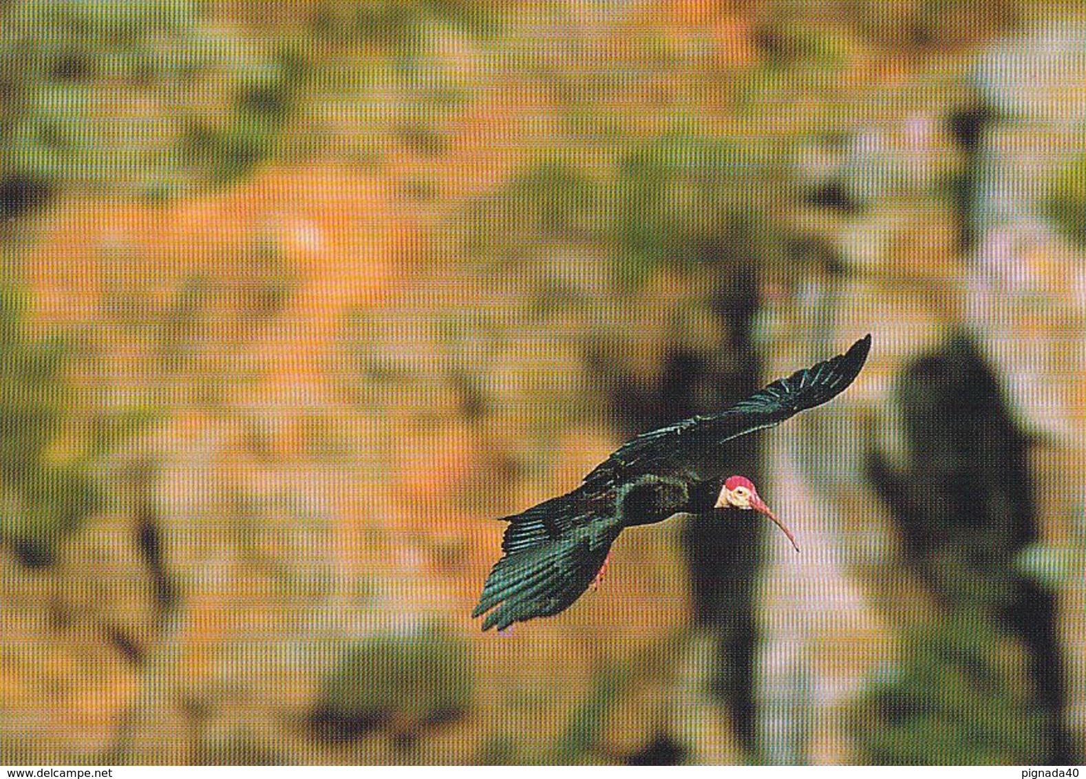 Cp , ANIMAUX , Ibis Du Cap    WWWF VOIR DESCRIPTION ET SCANNE - Vogels