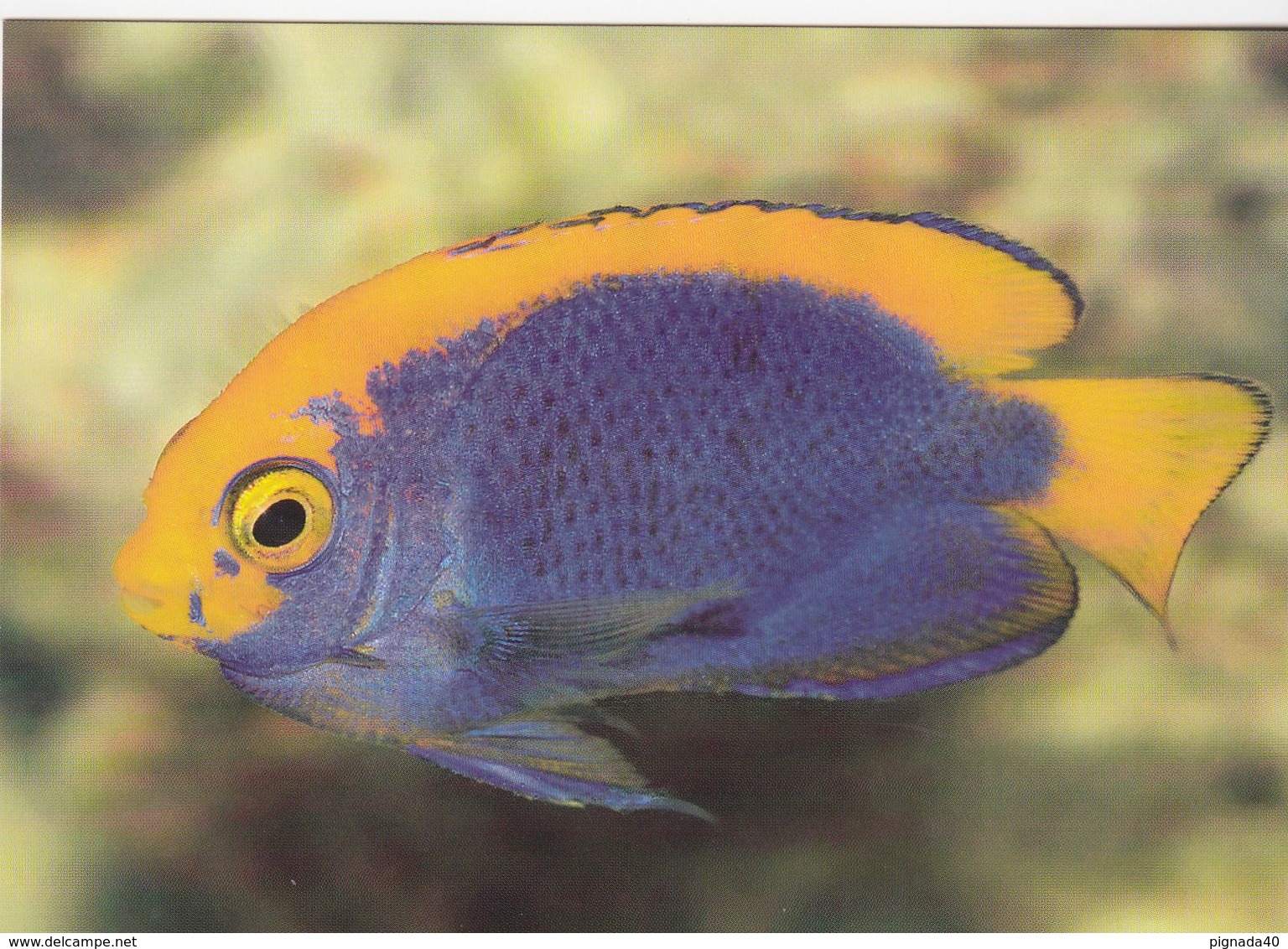Cp , ANIMAUX , Poisson-ange Pygmée    VOIR DESCRIPTION ET SCANNE - Fish & Shellfish