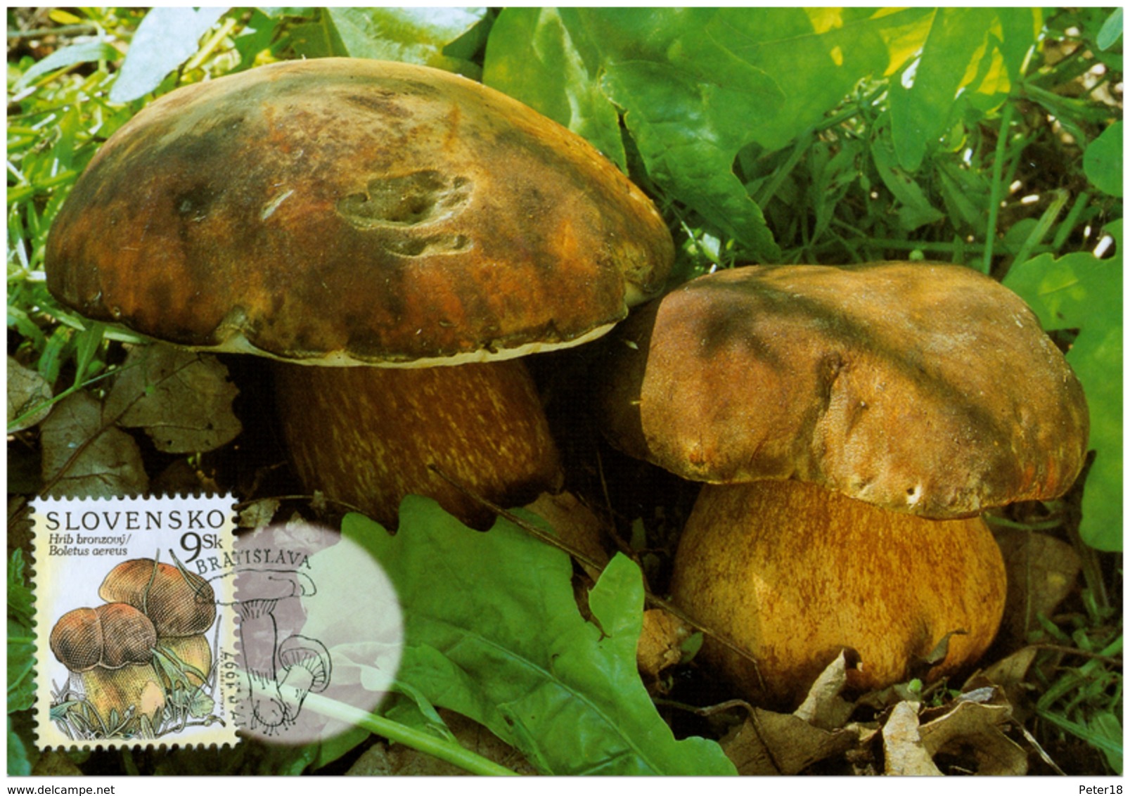 SLOVAKIA Mushrooms  - Boletus Aereus  Year: 1997  Carte Maxima - Pilze
