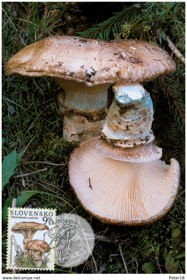 SLOVAKIA Mushrooms  -  Year: 1997  Carte Maxima - Mushrooms