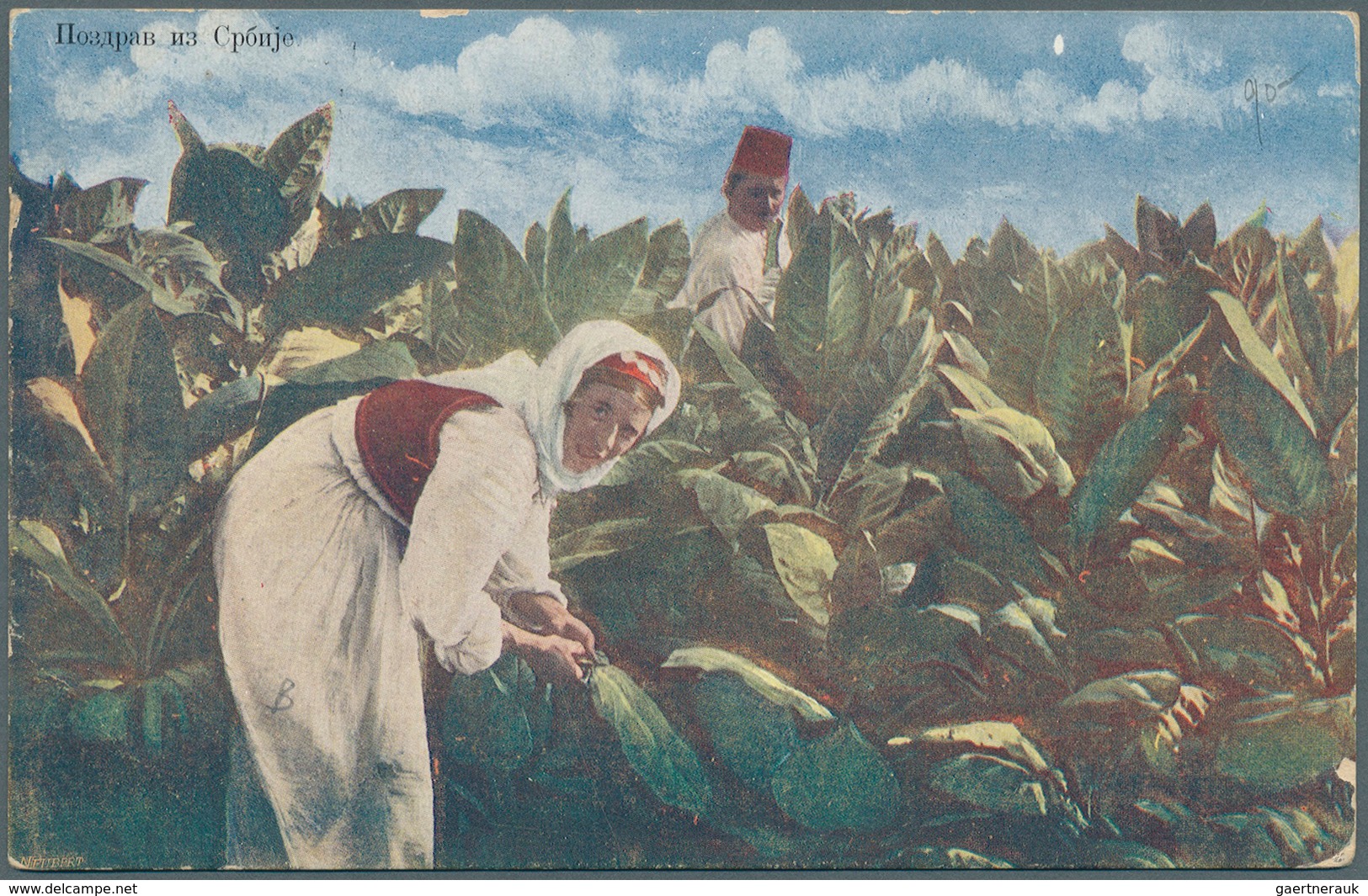 Serbien: 1915. Stampless Picture Post Card 'la Récolte Du Tabac' Written From Skoplje Addressed To E - Serbien