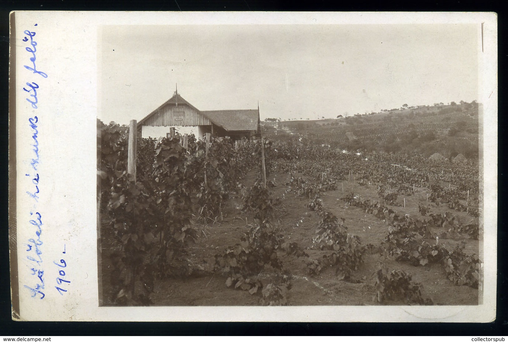 NAGYVÁRAD 1906. Szőlő , Fotós Képeslap  /  1906 Vineyards, Photo Vintage Pic. P.card - Hungary