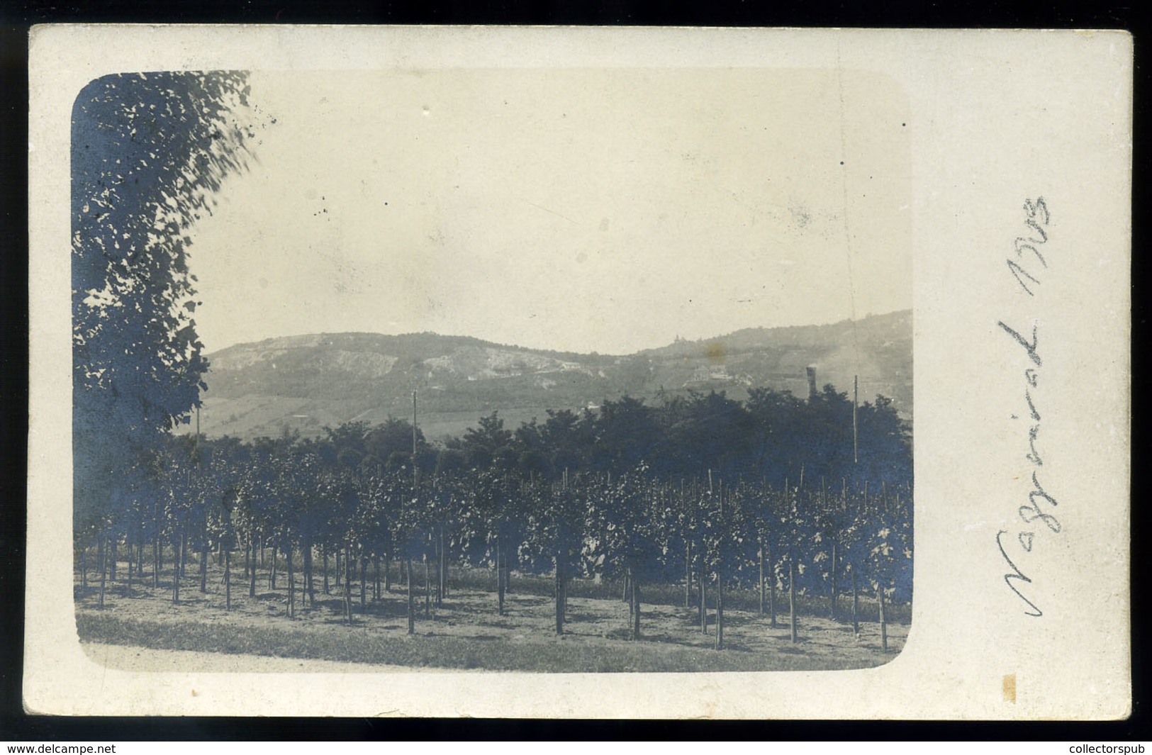 NAGYVÁRAD 1909. Szőlő , Fotós Képeslap  /  1909 Vineyards, Photo Vintage Pic. P.card - Hungary