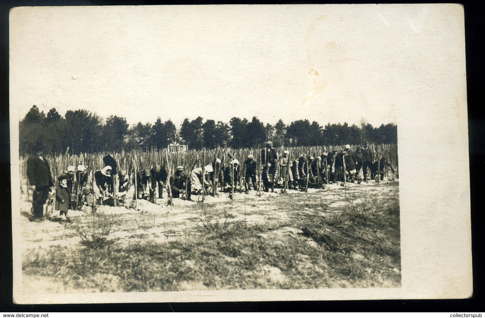 FONYÓD 1920. Cca. Szőlészet, érdekes Fotós Képeslap  /  Ca 1920 Winery, Interesting Photo Vintage Pic. P.card - Hungary