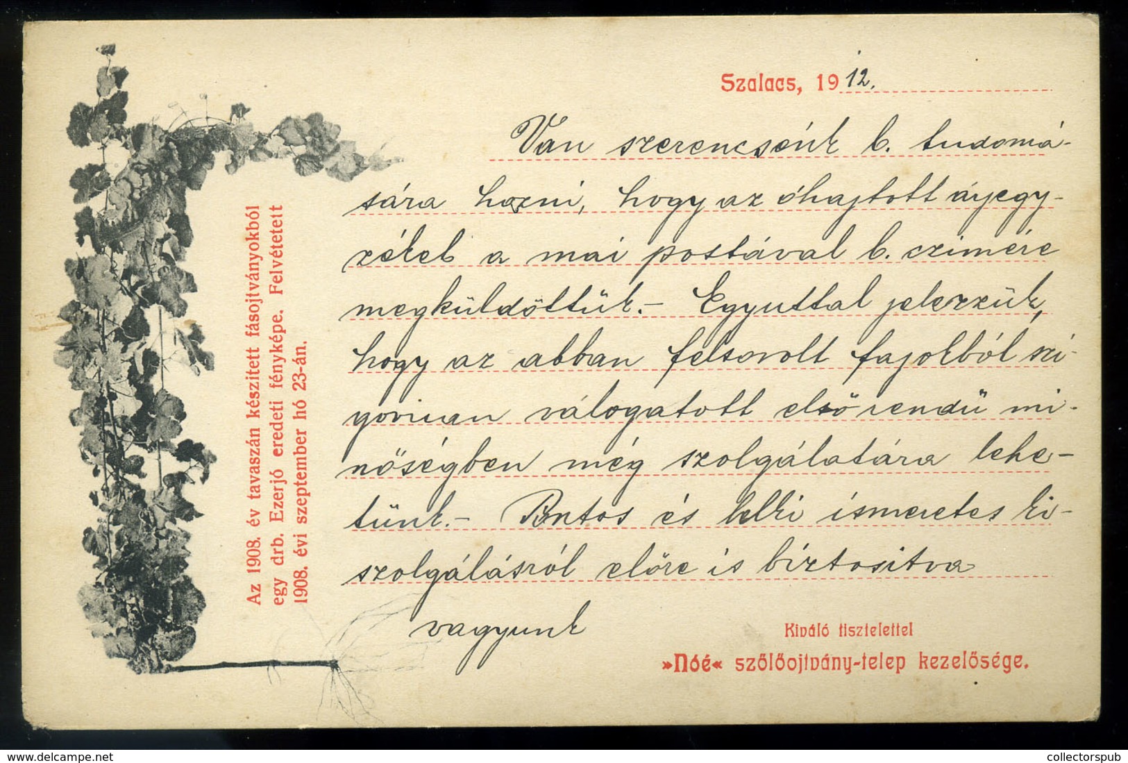 SZALACS / Salacea; Az 1908. év Tavaszán Készített Fás Oltványokból Egy Darab Ezerjó Eredeti Fényképe. Nóé Szőlőoltvány-t - Hungary