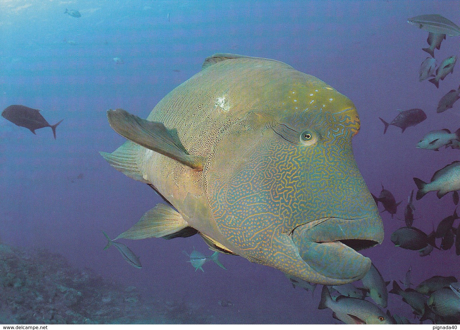 Cp , ANIMAUX , Poisson Napoléon    VOIR DESCRIPTION ET SCANNE - Pescados Y Crustáceos