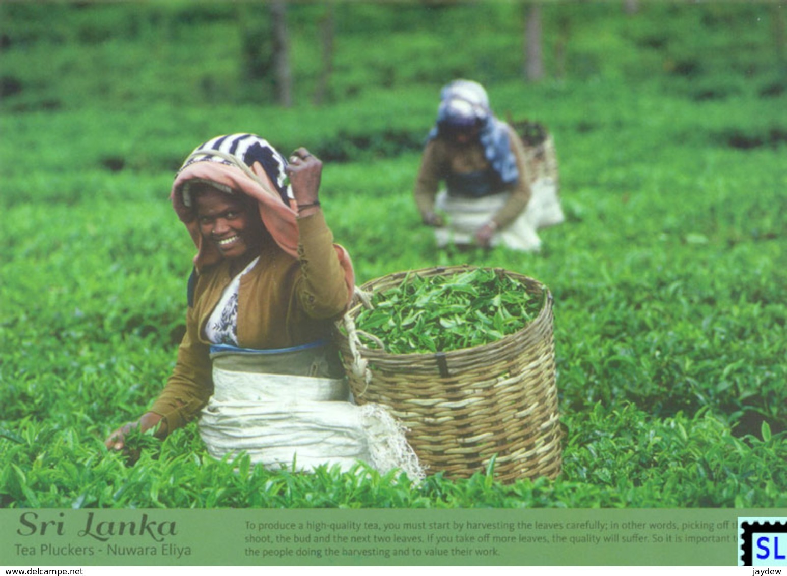 Sri Lanka Postcards, Tea Pluckers, Nuwaraeliya, Postcrossing - Sri Lanka (Ceylon)
