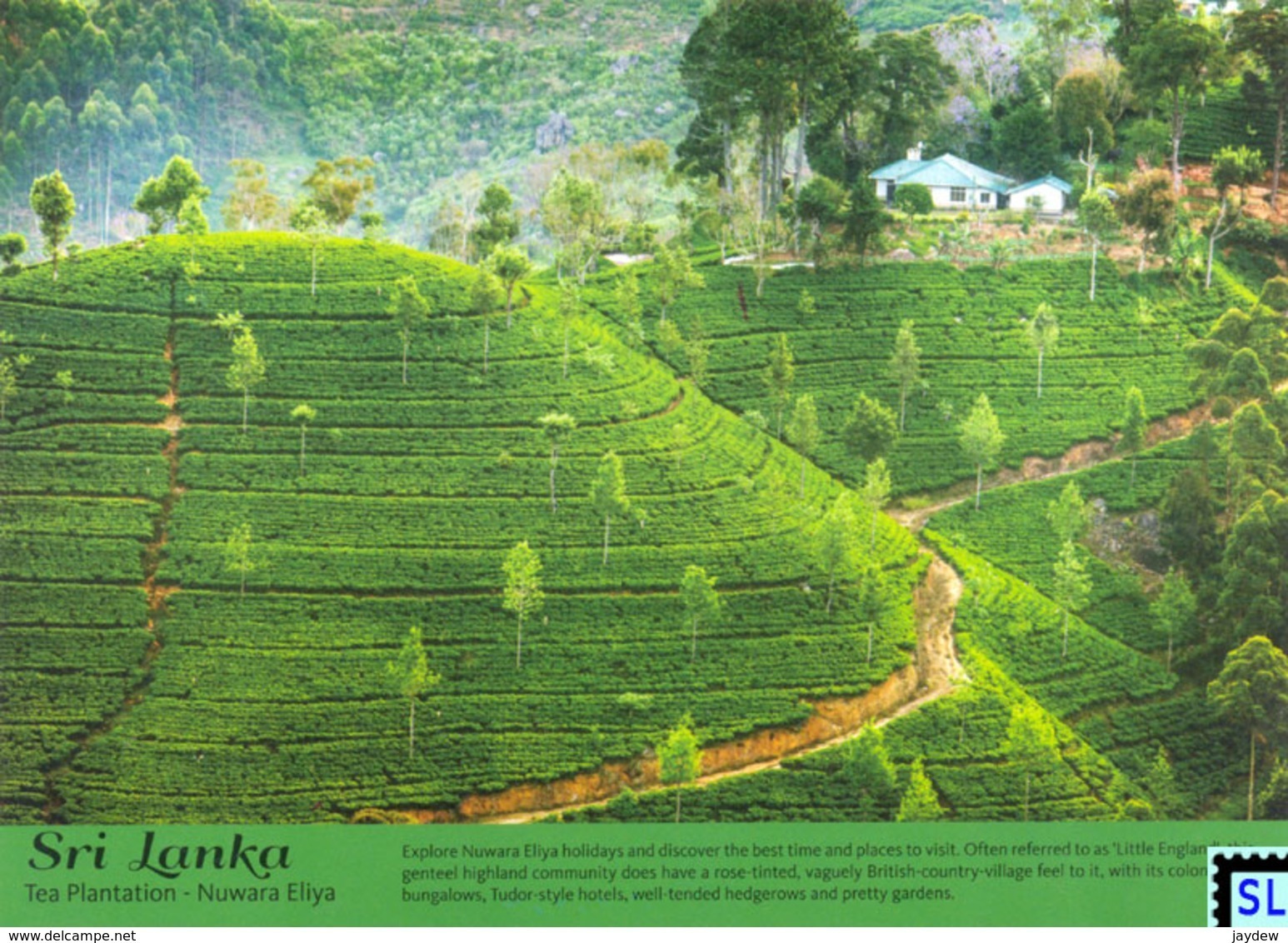 Sri Lanka Postcards, Tea Plantation, Nuwaraeliya, Postcrossing - Sri Lanka (Ceilán)