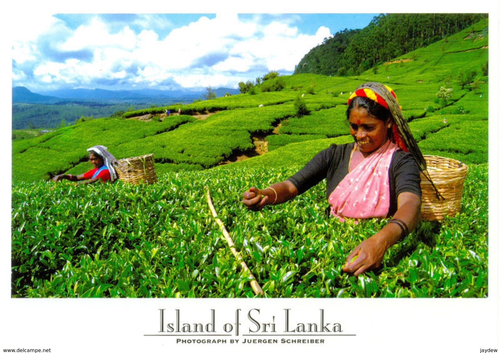 Sri Lanka Postcards, Tea Pluckers, Postcrossing - Sri Lanka (Ceylon)