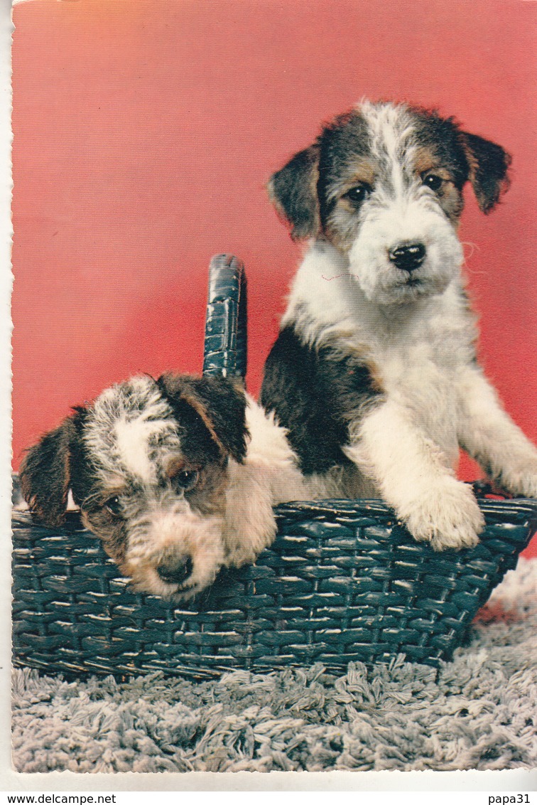 2Jolis Petits Chiens  Dans Un Panier - Dogs